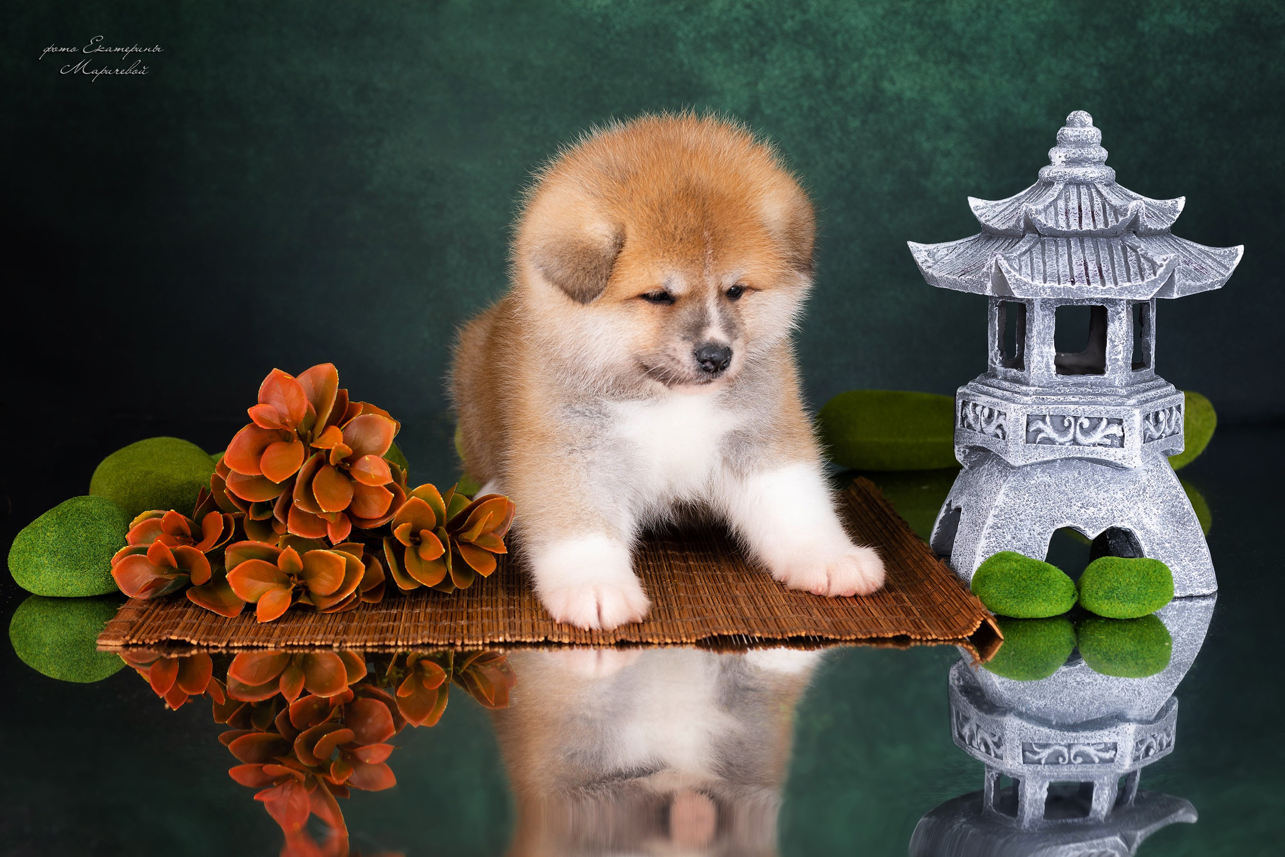 Галерея щенков. Фотограф-анималист в Омске Екатерина Маричева