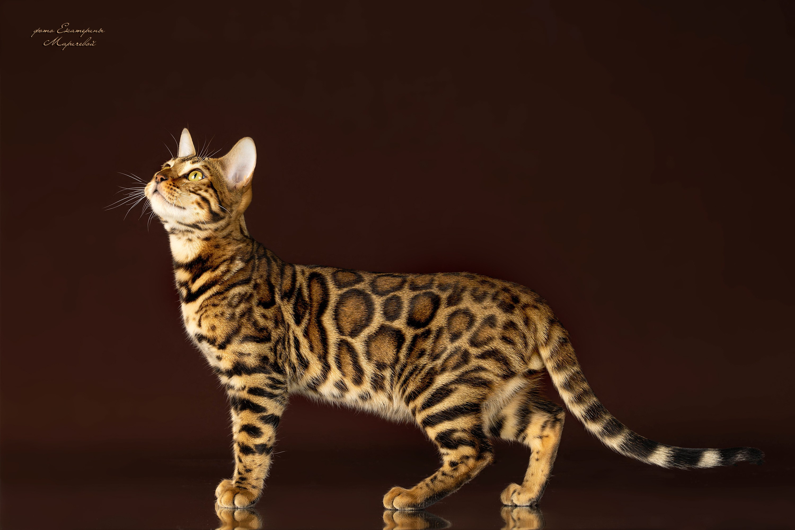 Стендовая съёмка на выставках кошек. Фотограф-анималист в Омске Екатерина Маричева