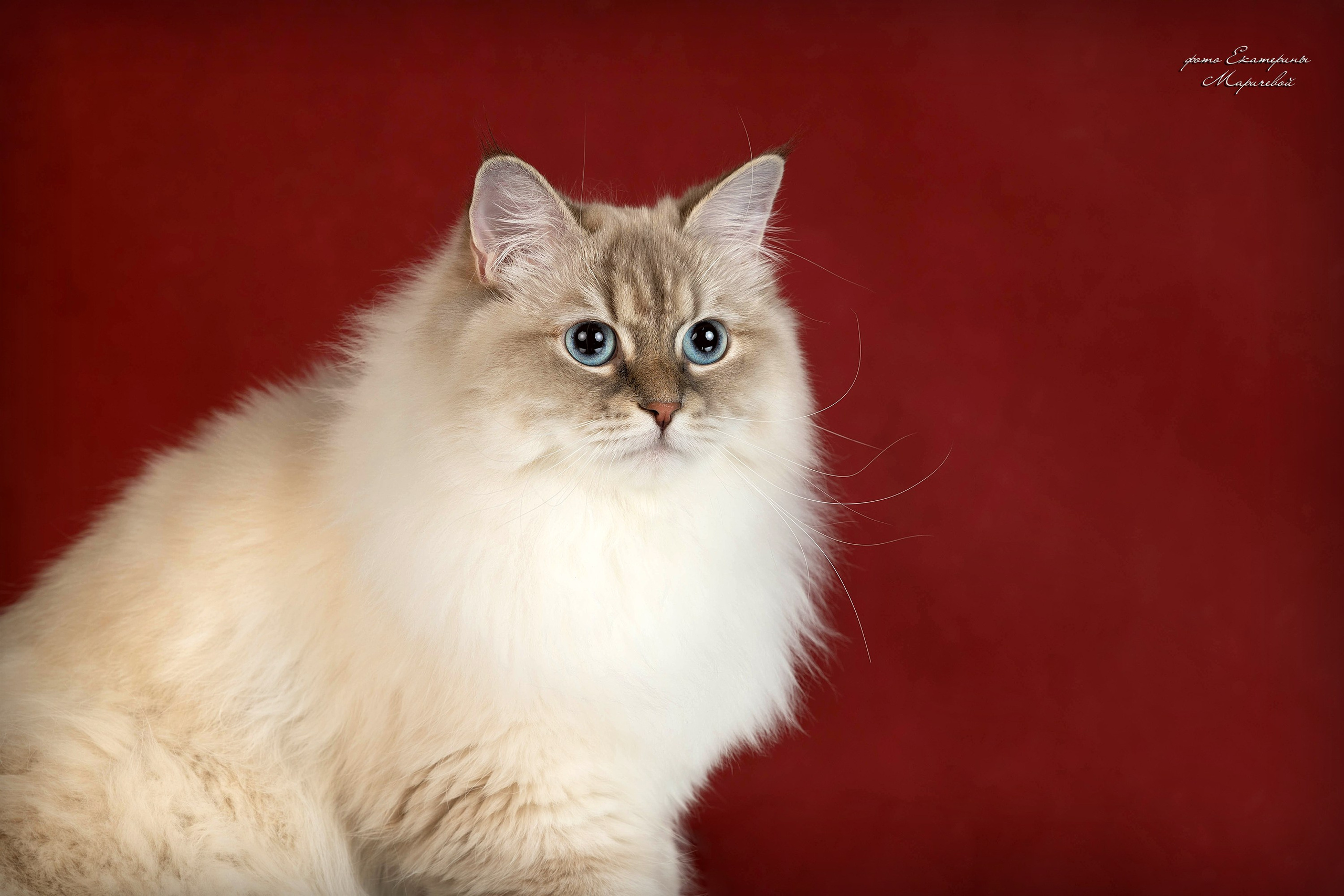 Стендовая съёмка на выставках кошек. Фотограф-анималист в Омске Екатерина Маричева