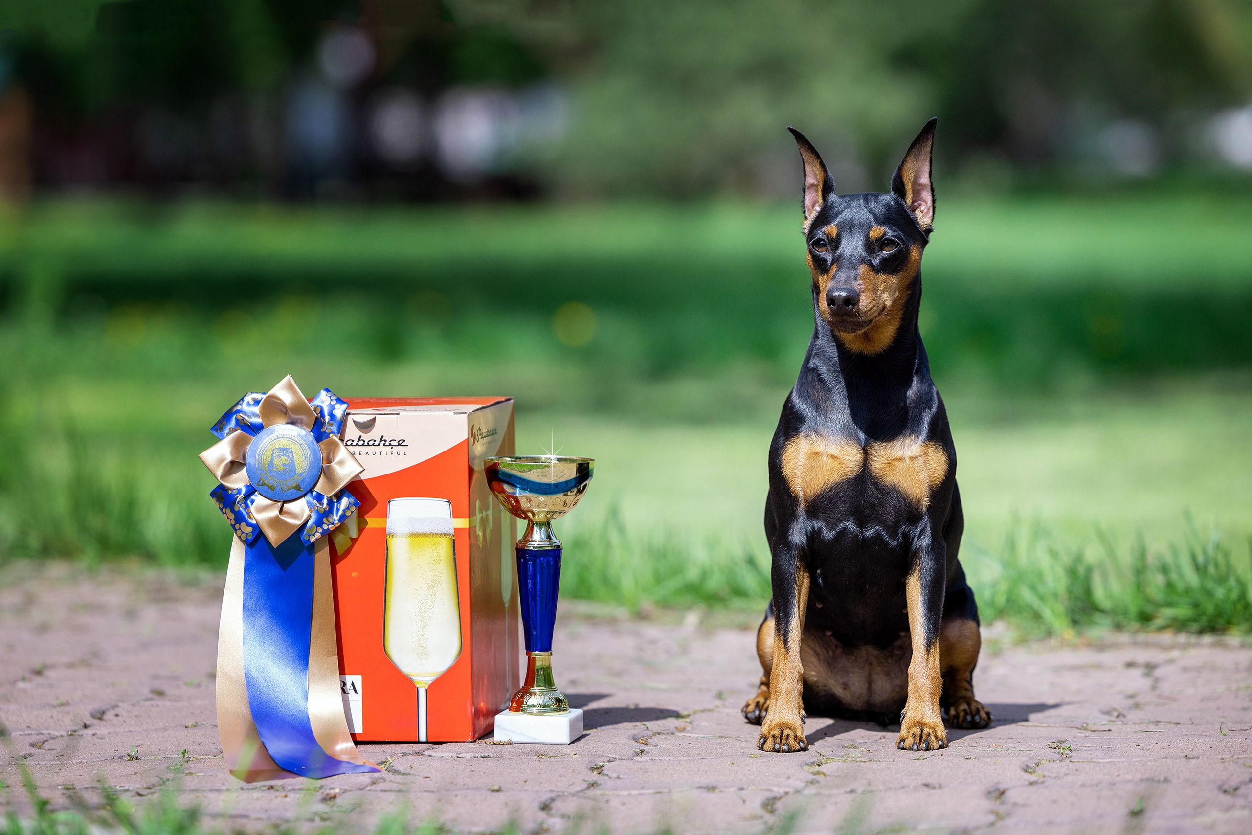 Заринговая съёмка на выставках собак. Фотограф-анималист в Омске Екатерина Маричева