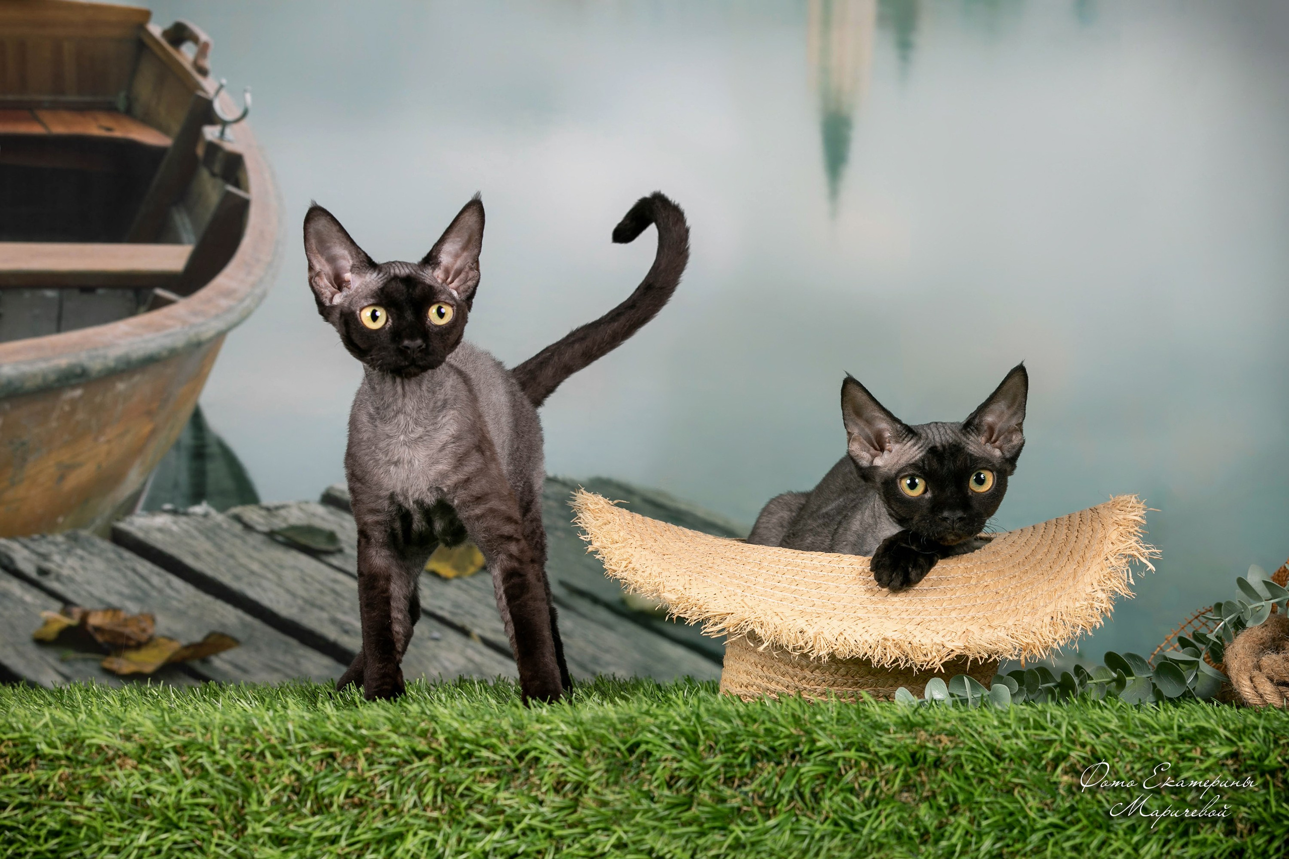 Тематические фоны с рисунком. Фотограф-анималист в Омске Екатерина Маричева