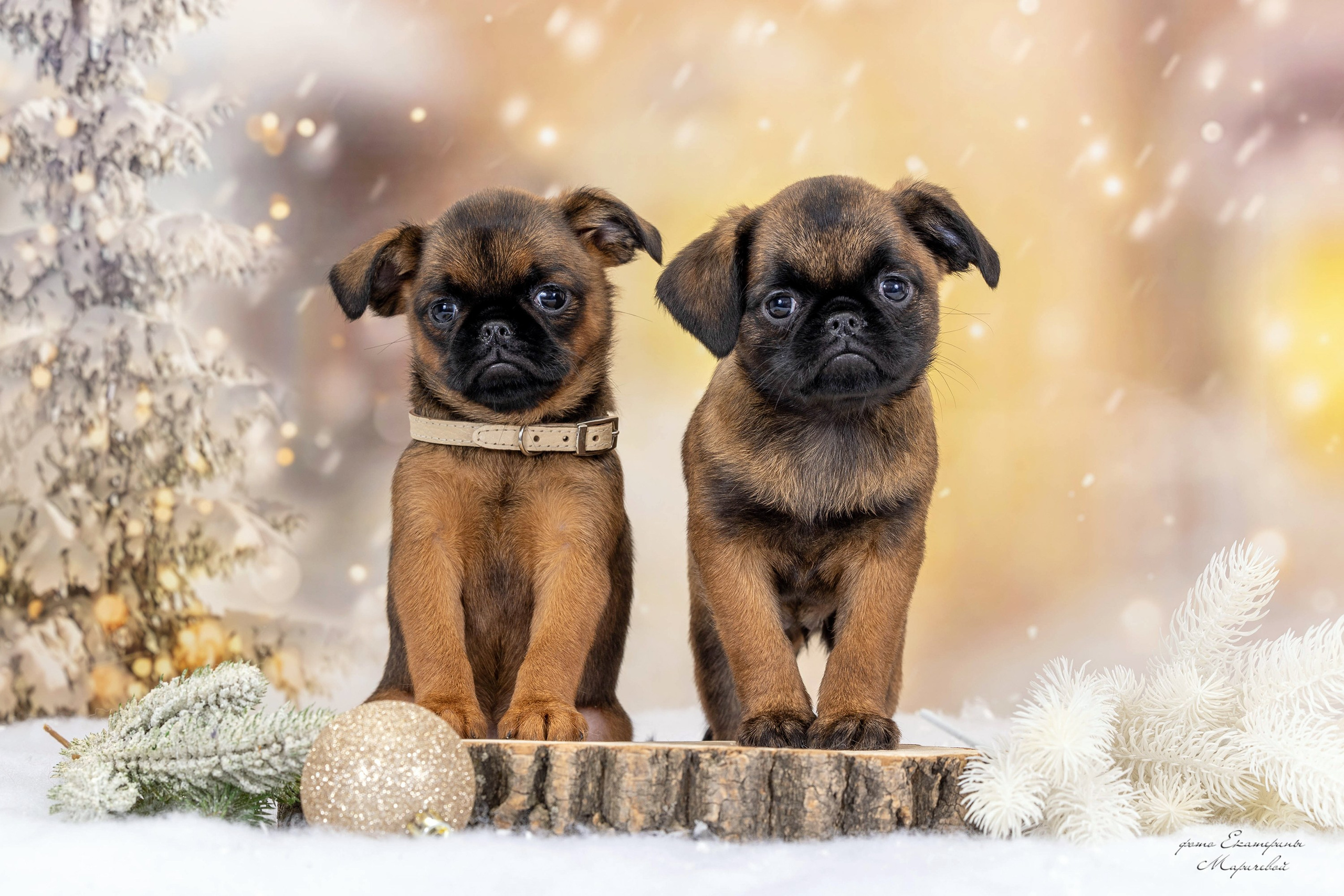 Галерея щенков. Фотограф-анималист в Омске Екатерина Маричева