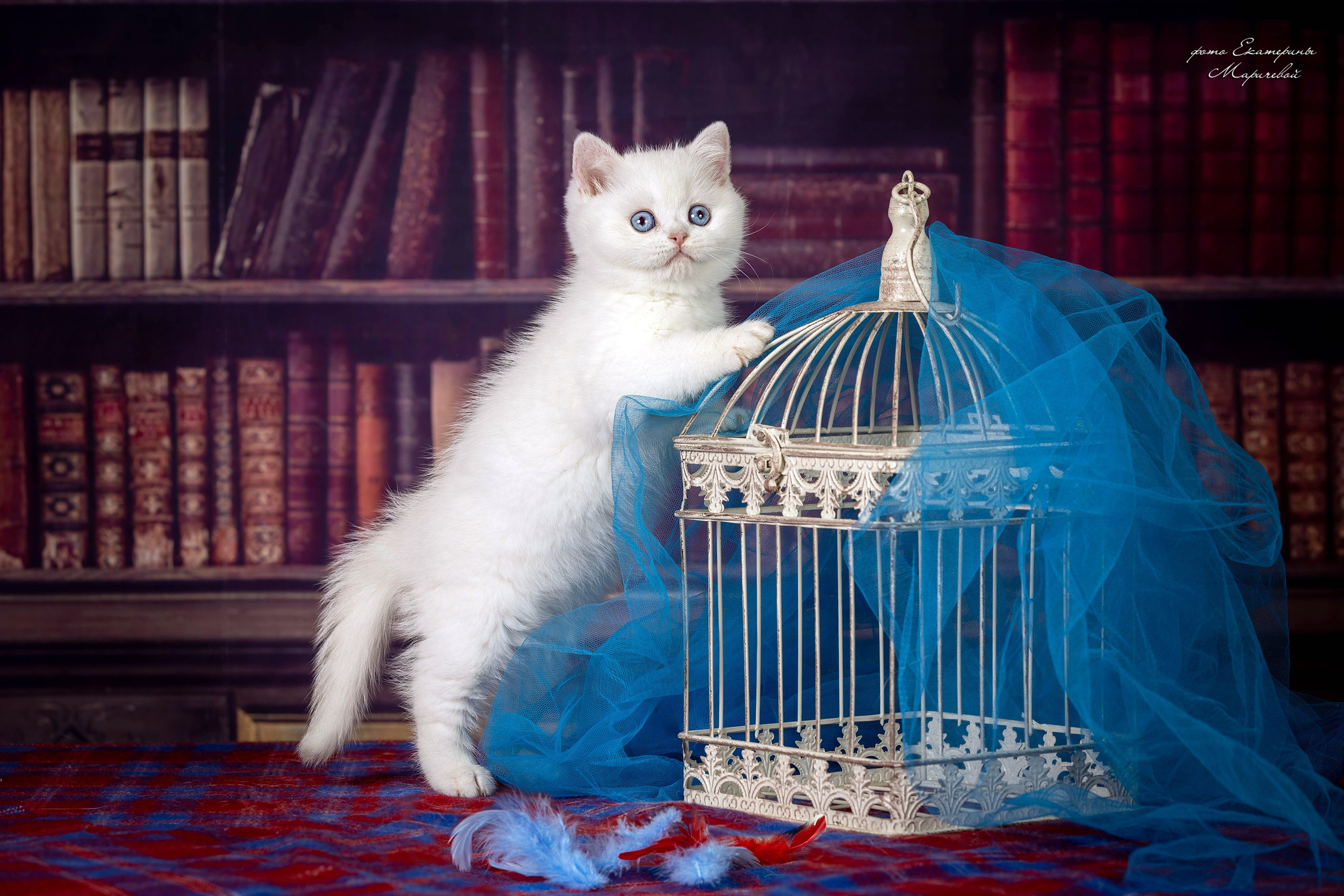 Тематические фоны с рисунком. Фотограф-анималист в Омске Екатерина Маричева