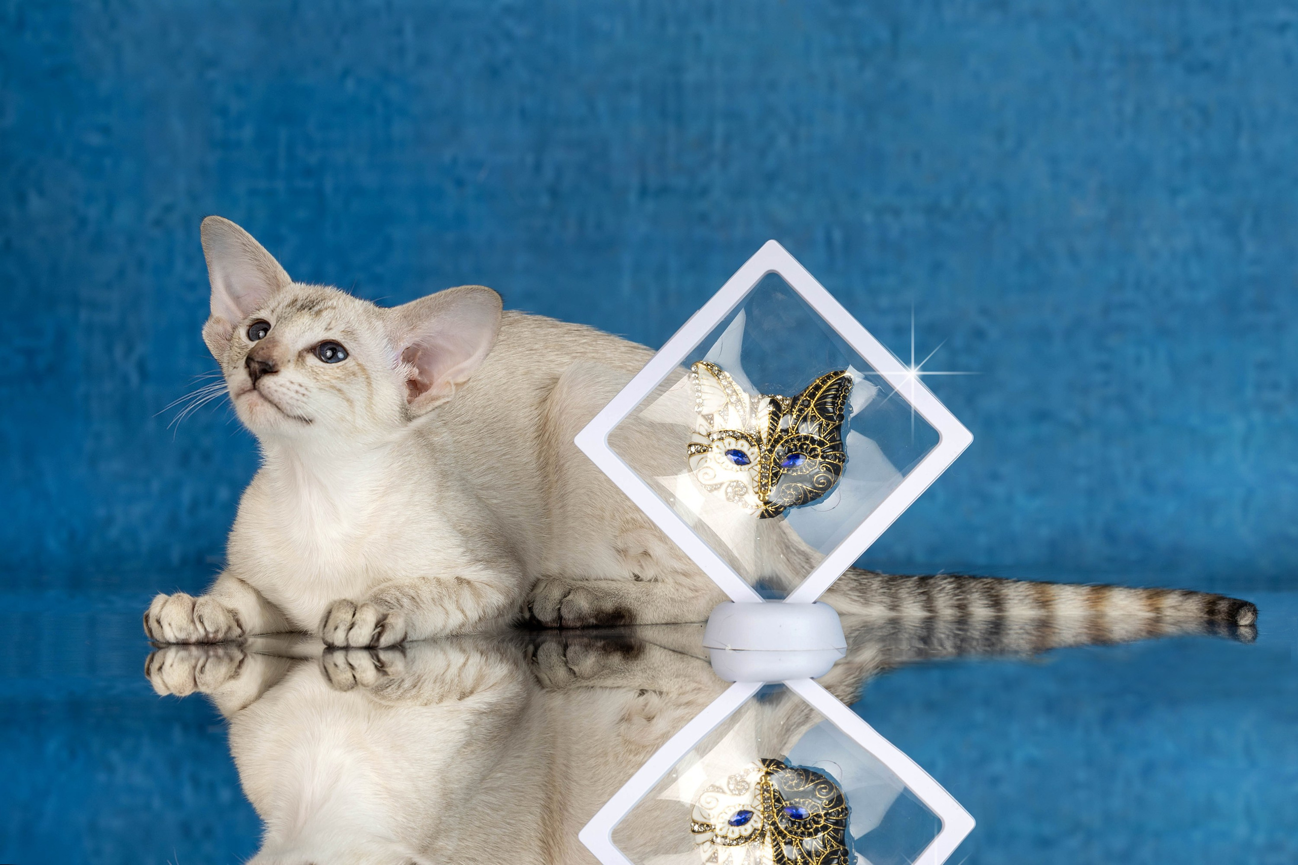 Стендовая съёмка на выставках кошек. Фотограф-анималист в Омске Екатерина Маричева