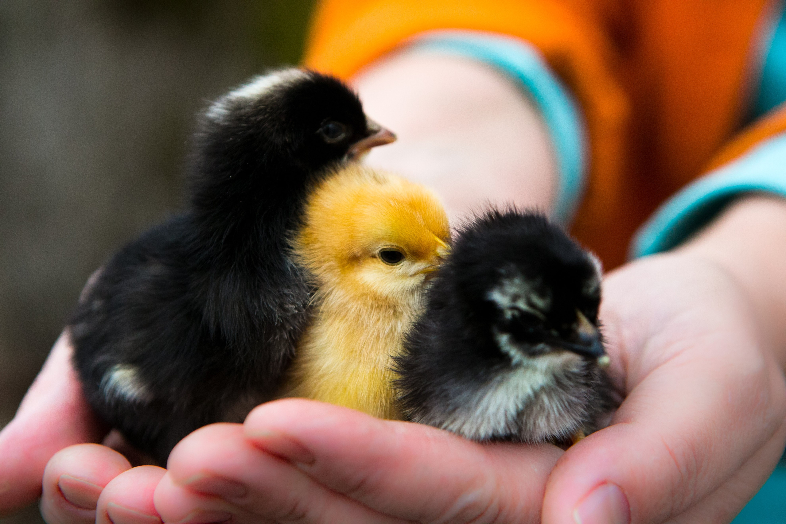 Деревенская еда «Домашние лакомста». Фотограф Красная Поляна — Сочи — Москва