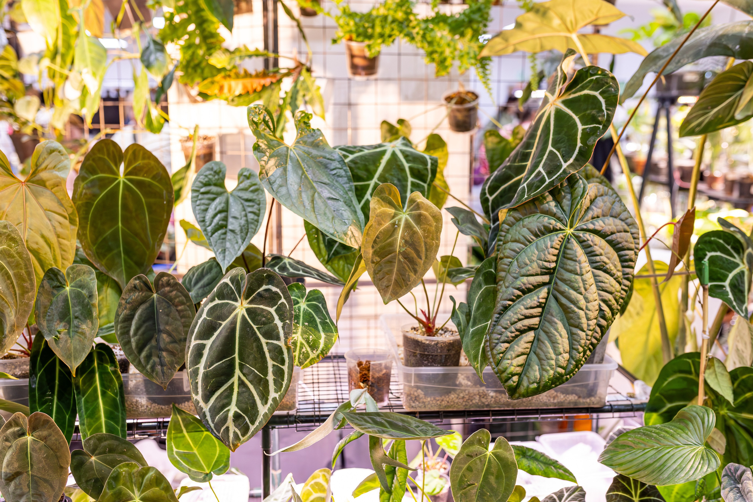 Монстериум апрель 2026. Александра Куликова фотограф, Москва