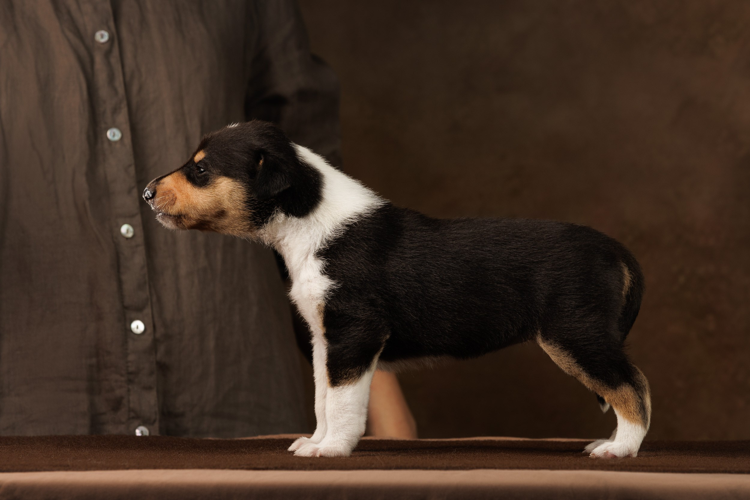 Триколор на коричневом. Фотограф-анималист в Москве и Московской области Татьяна Фролова