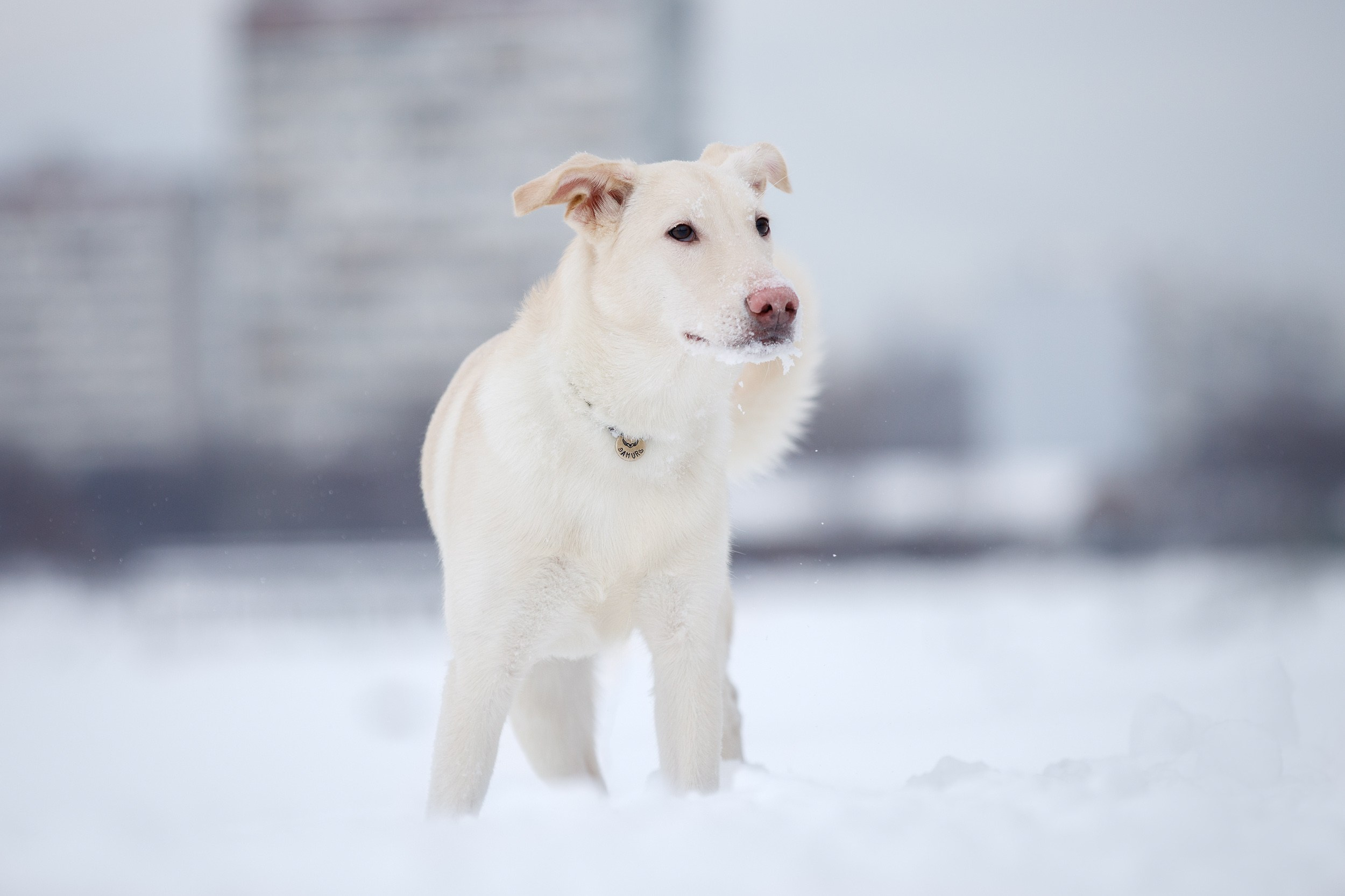 Фотопрогулка с Авророй и Амуром в Гольяново. Фотограф-анималист в Москве и Московской области Татьяна Фролова
