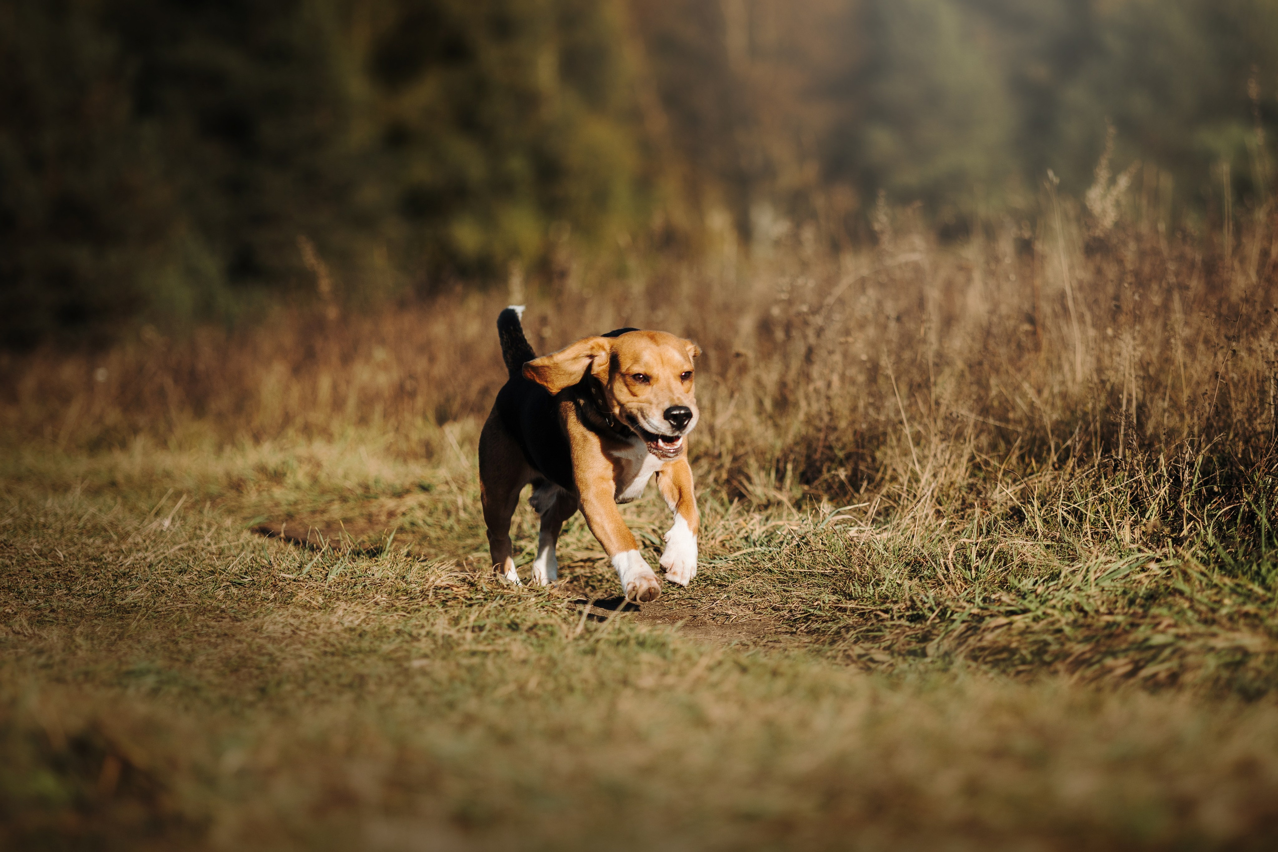 Оуджи и его семья. Фотограф — Анималист | Санкт-Петербург
