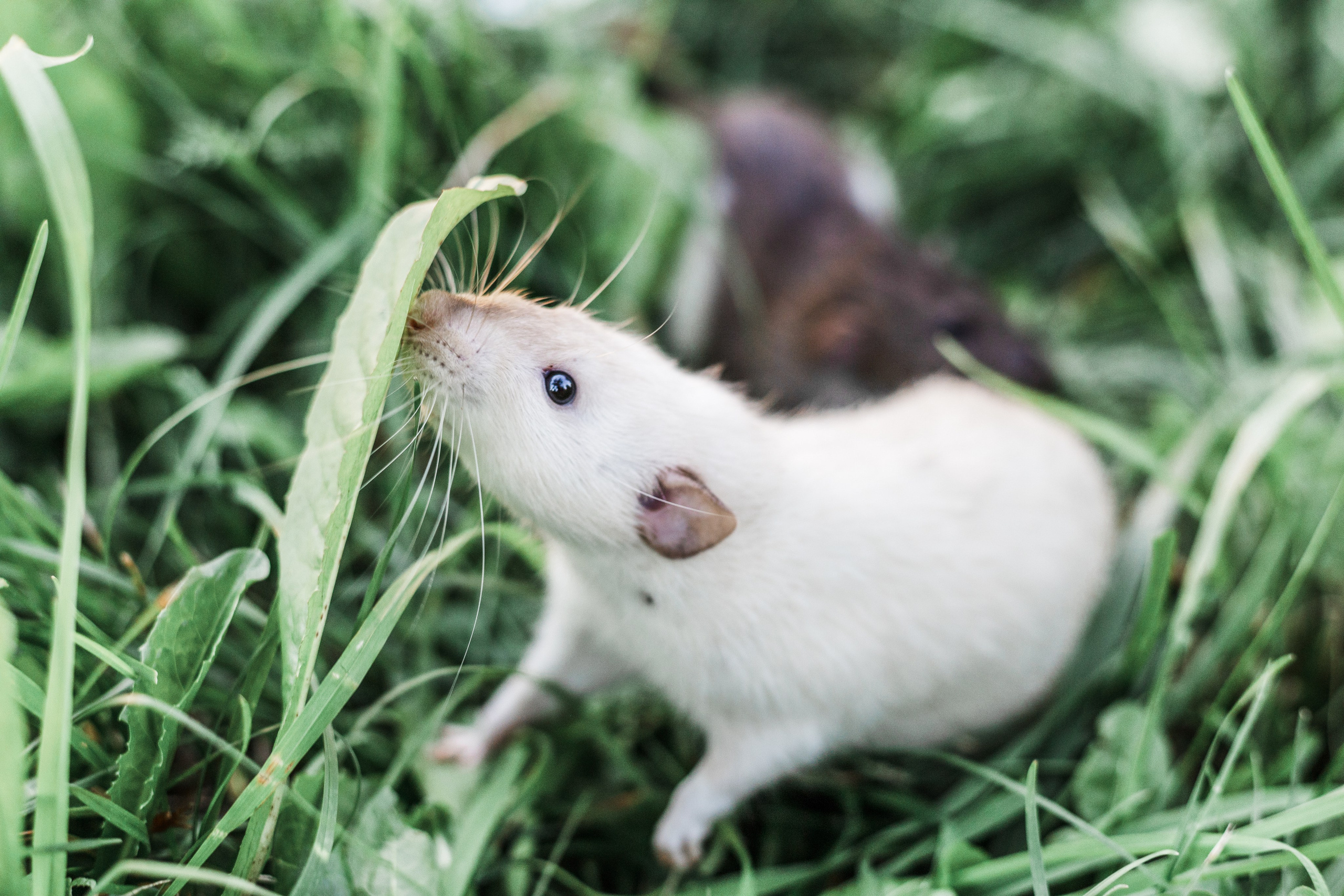 Наташа и её мальчики. Портфолио