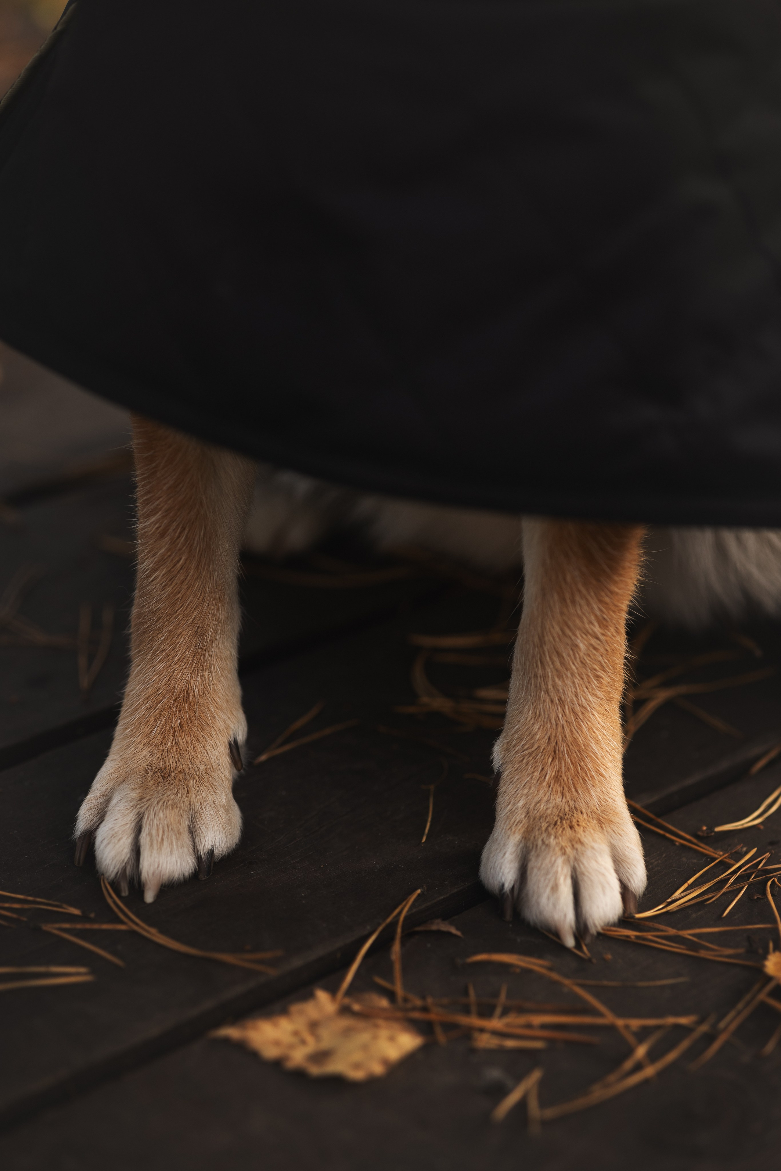 Оши | Сиба-Ину |. Фотограф