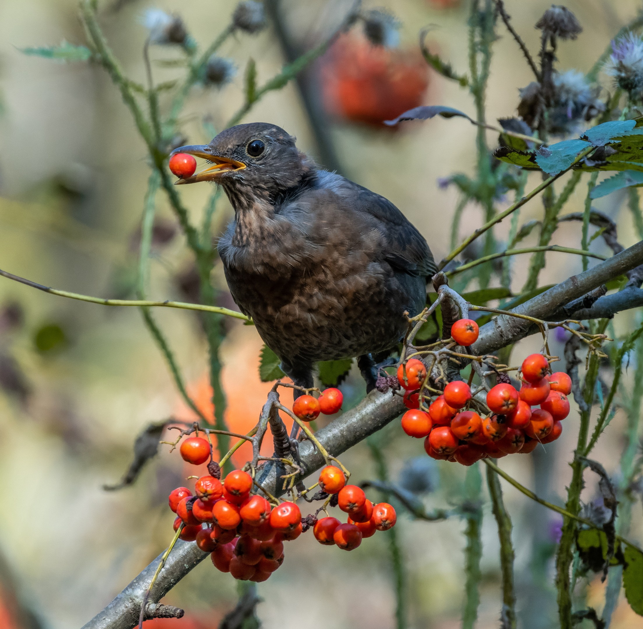 Анималистика. Константин Дем | Фотограф