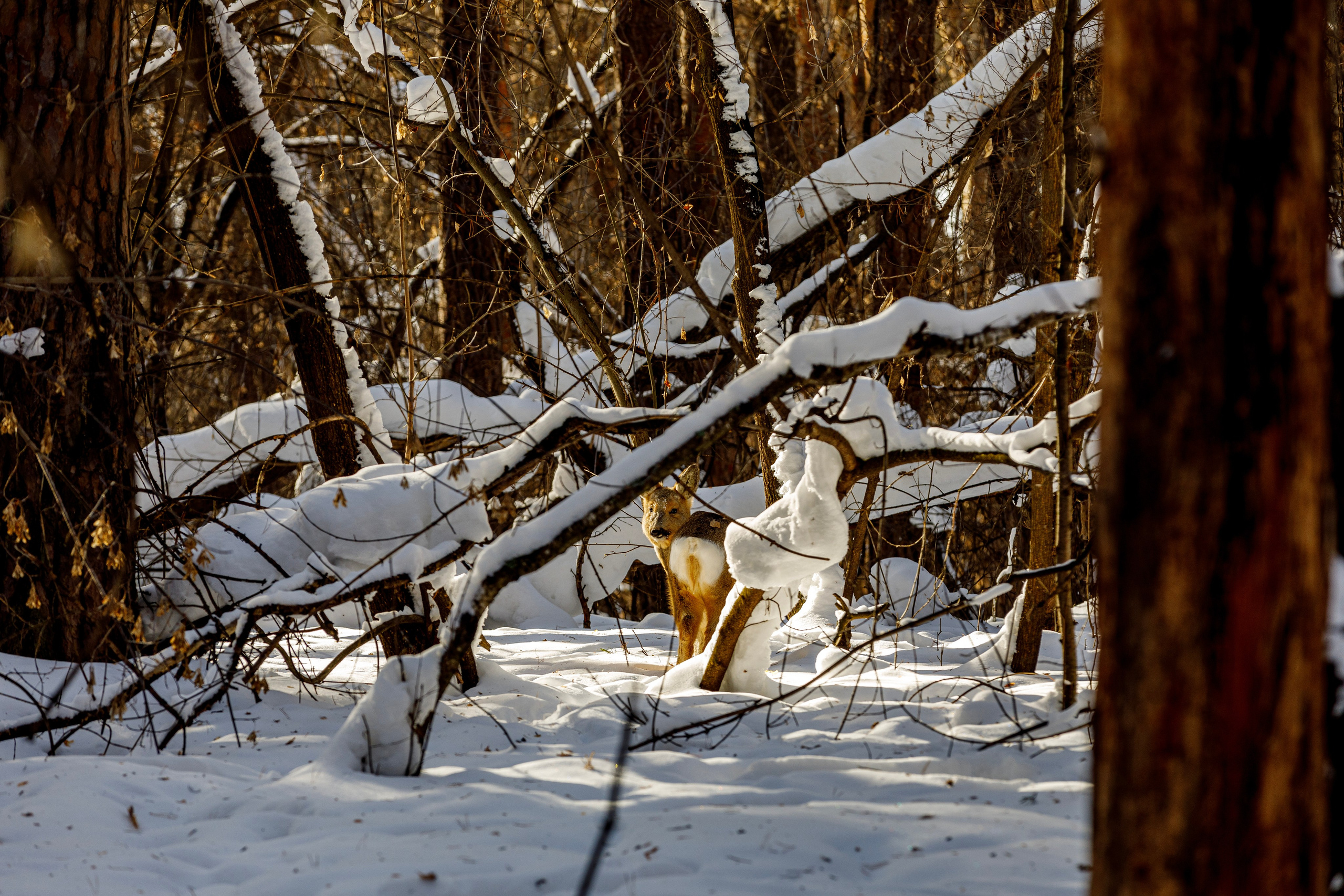 Косули. Фотограф Андрей Гузеев