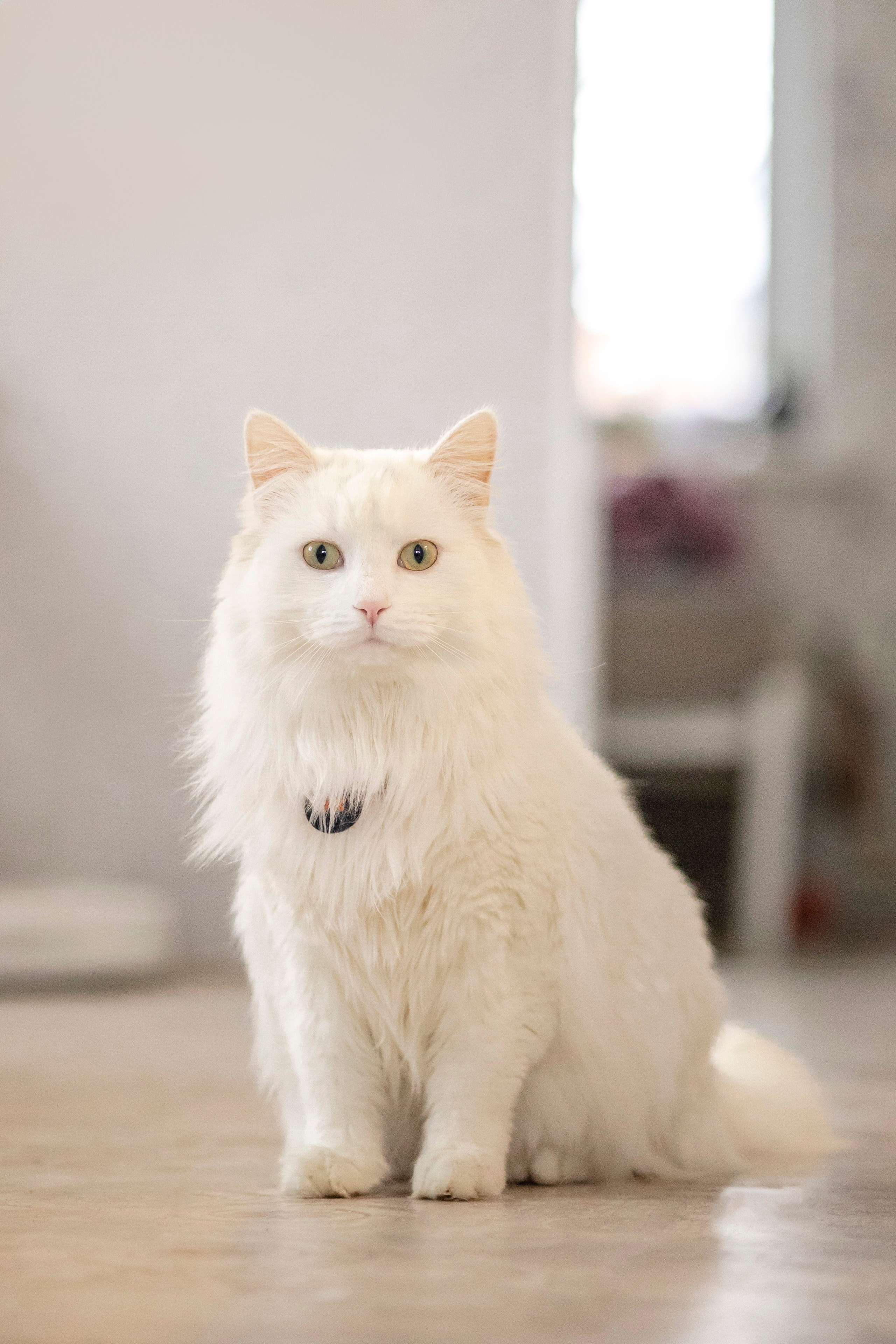 Съемка с лисами. Анастасия Белаш