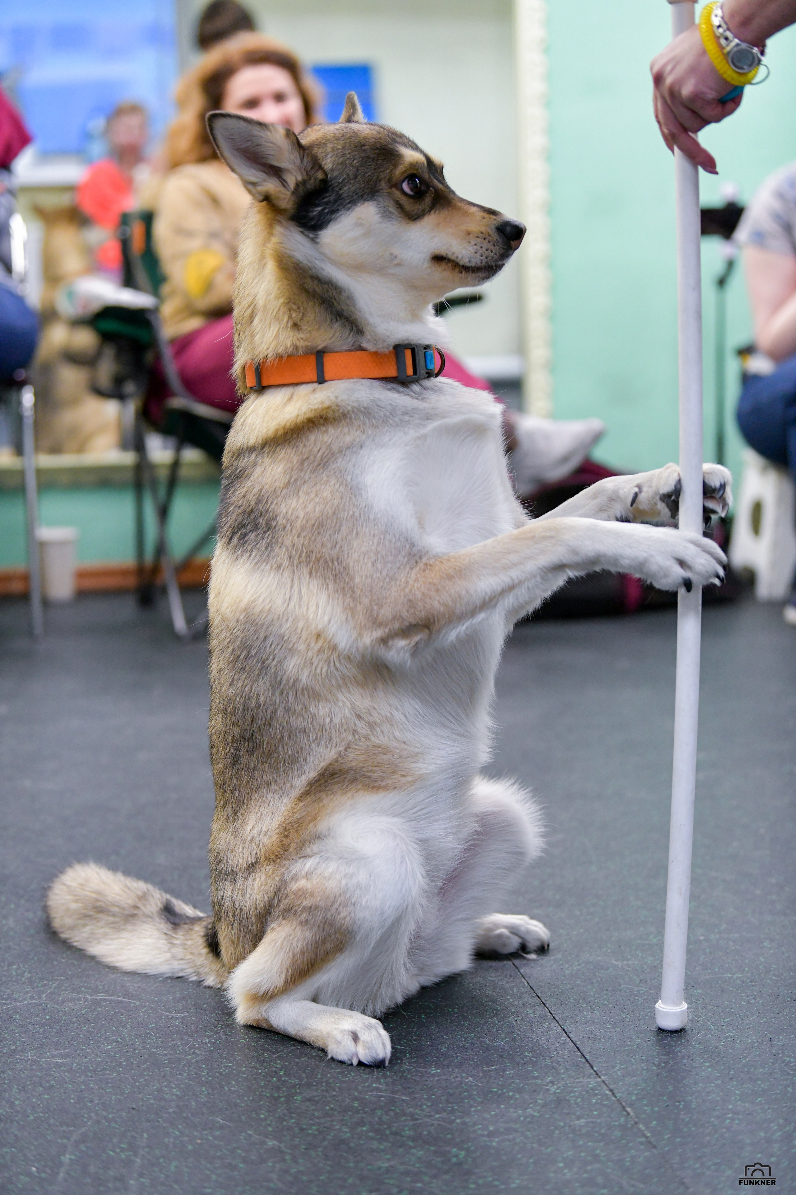 Кинологический клуб «Бодрый хвост». Свой взгляд через объектив