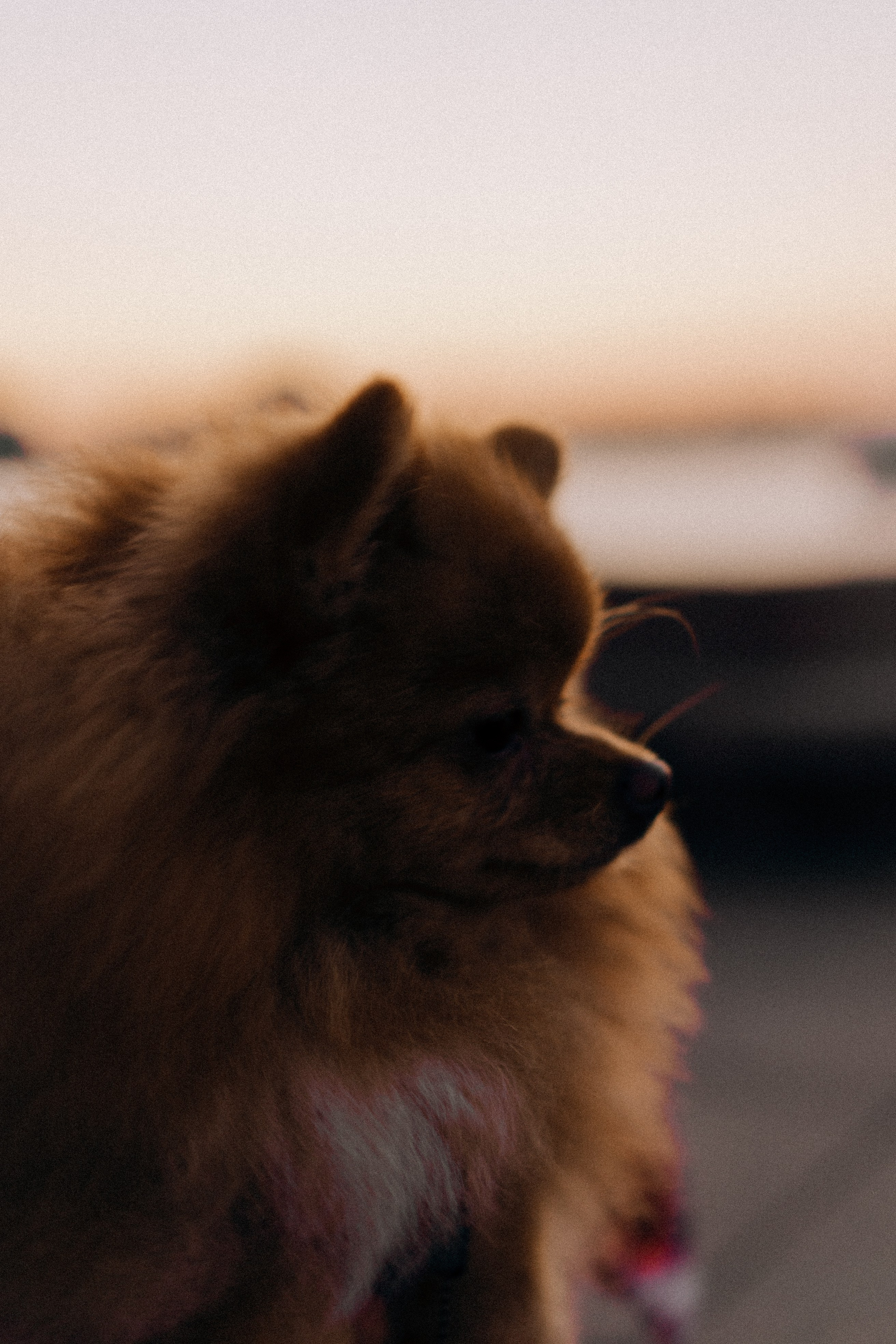 РАССВЕТНАЯ ИСТОРИЯ. Профессиональный фотограф, Санкт-Петербург — Виктория Богомолова