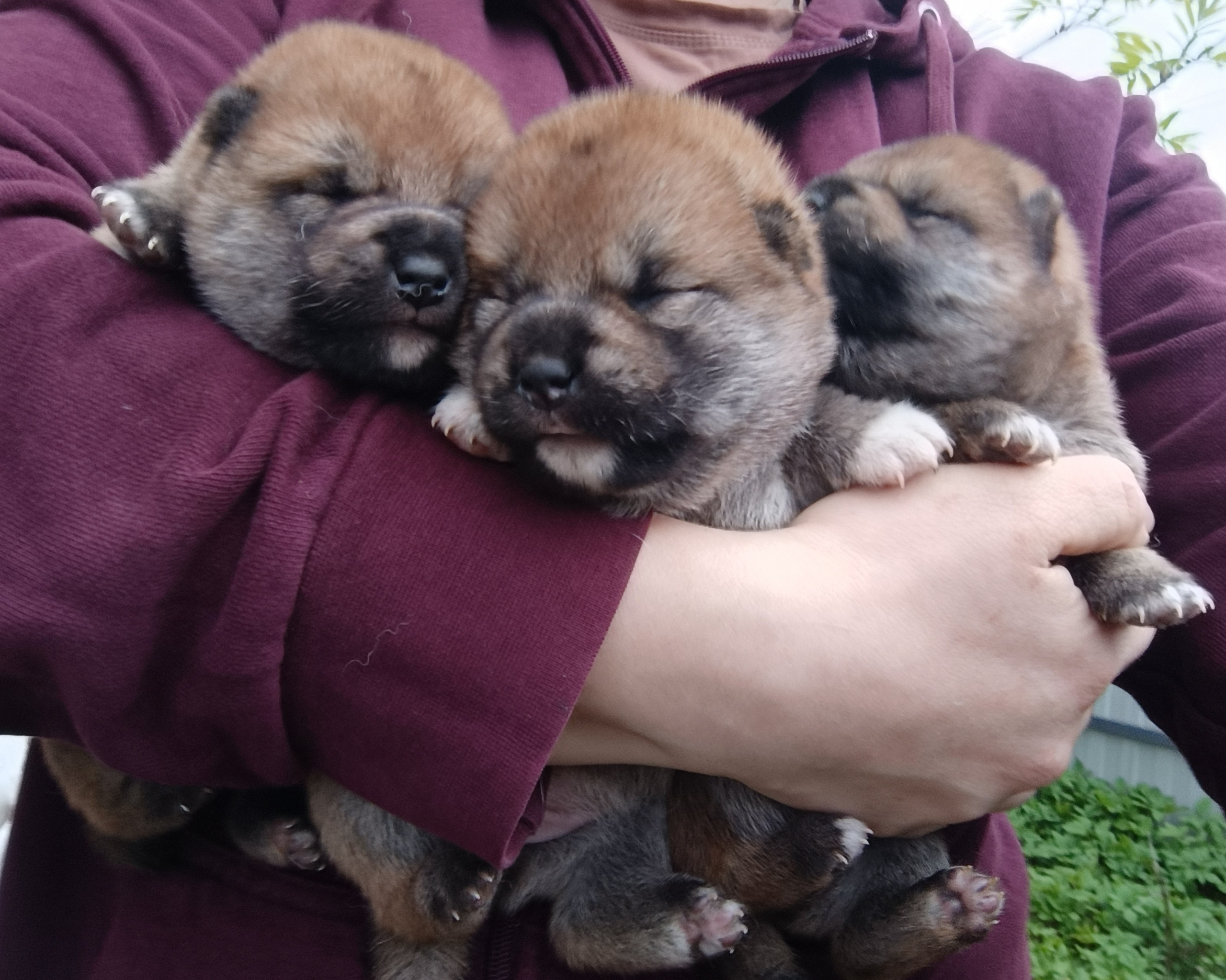 сиба питомник Рубилайт щенки на продажу rubylight  сиба щенки купить СПб Санкт-Петербург