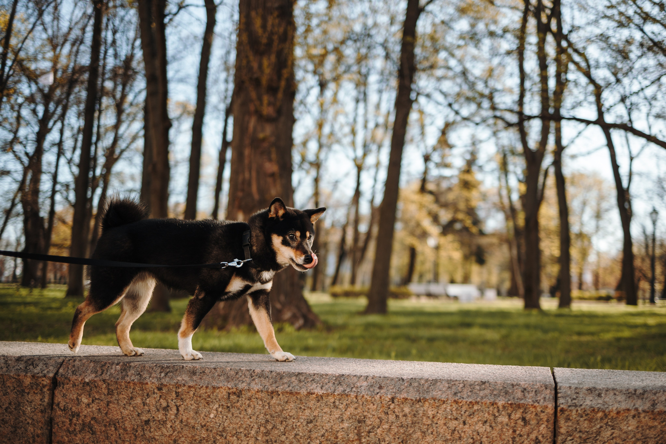 Даша и ее девочки. Фотограф — Анималист | Санкт-Петербург