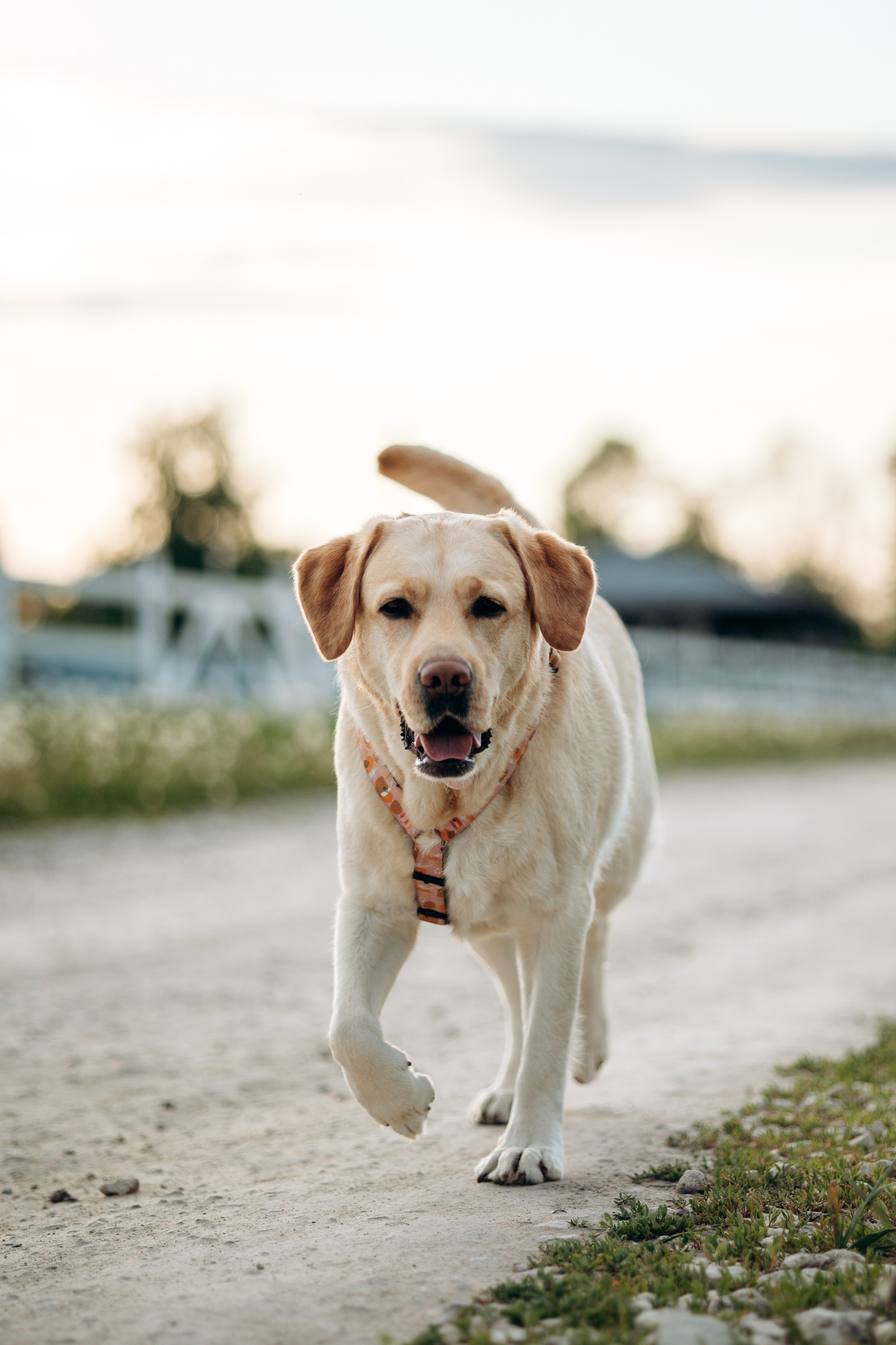 Шани и ее семья. Фотограф — Анималист | Санкт-Петербург