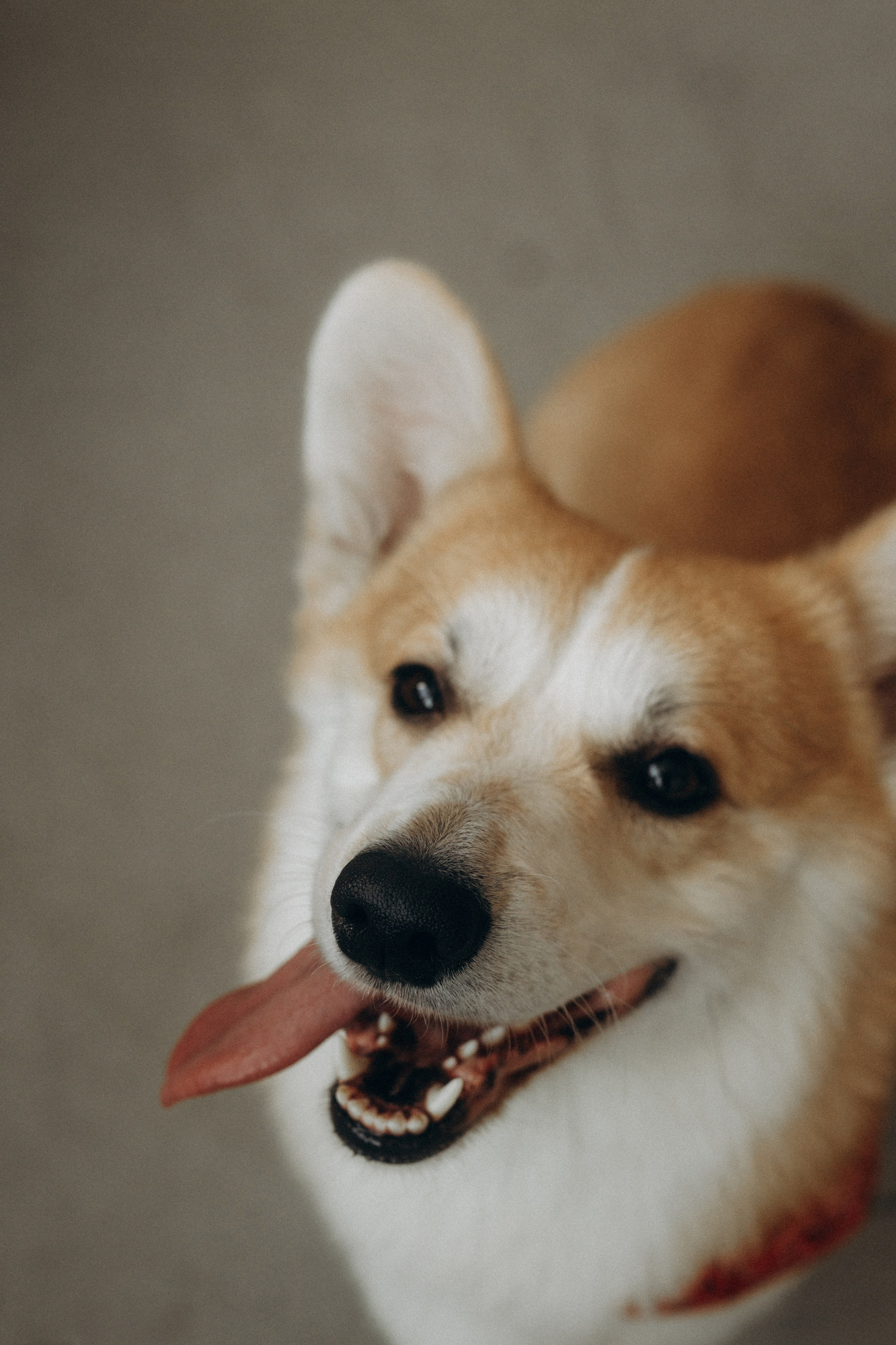 With Dog. Фотограф Батуми | Ксения Кинасова