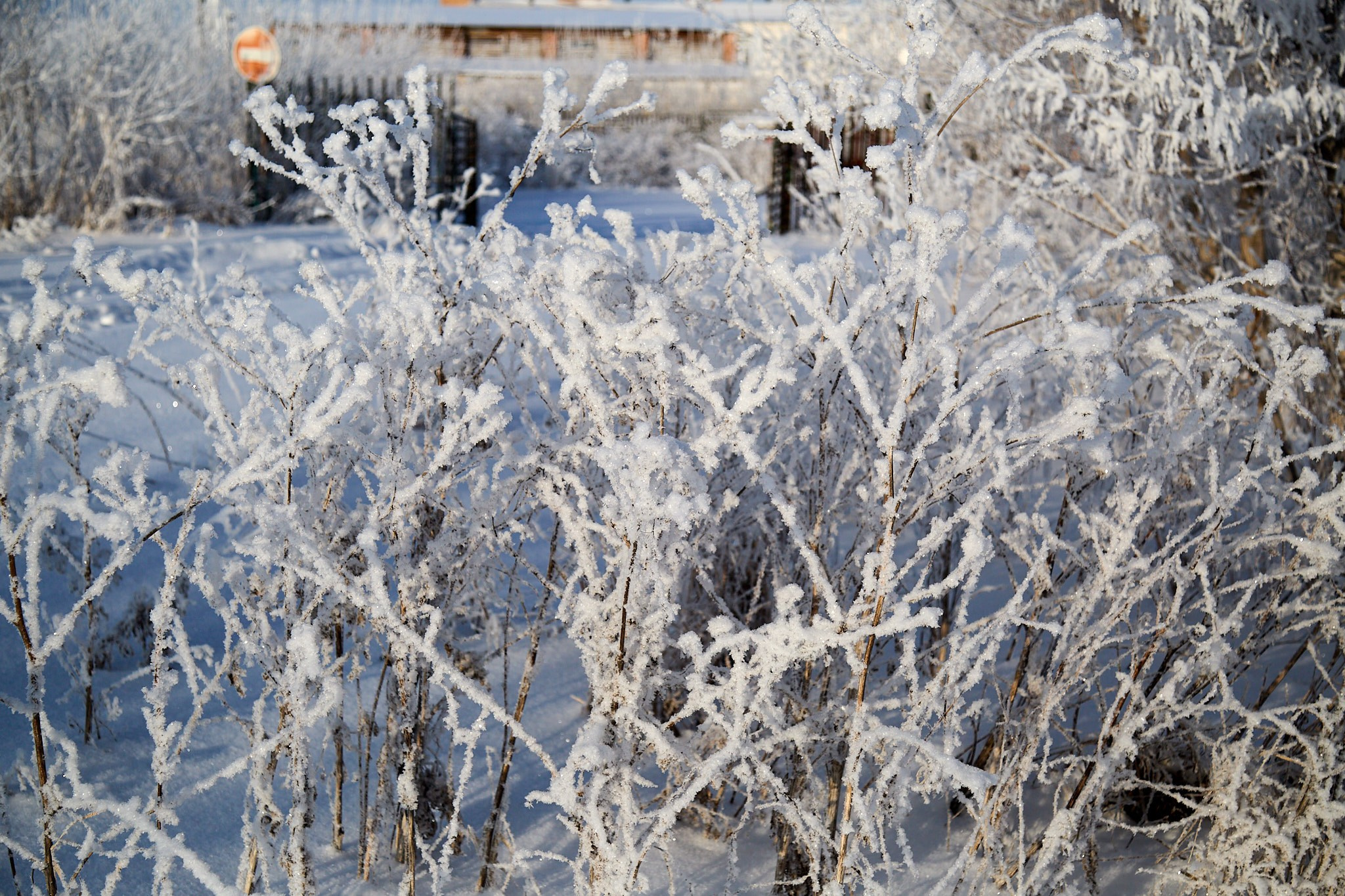 Предновогодняя сказка. Фотограф Омск | Александр Вандеров