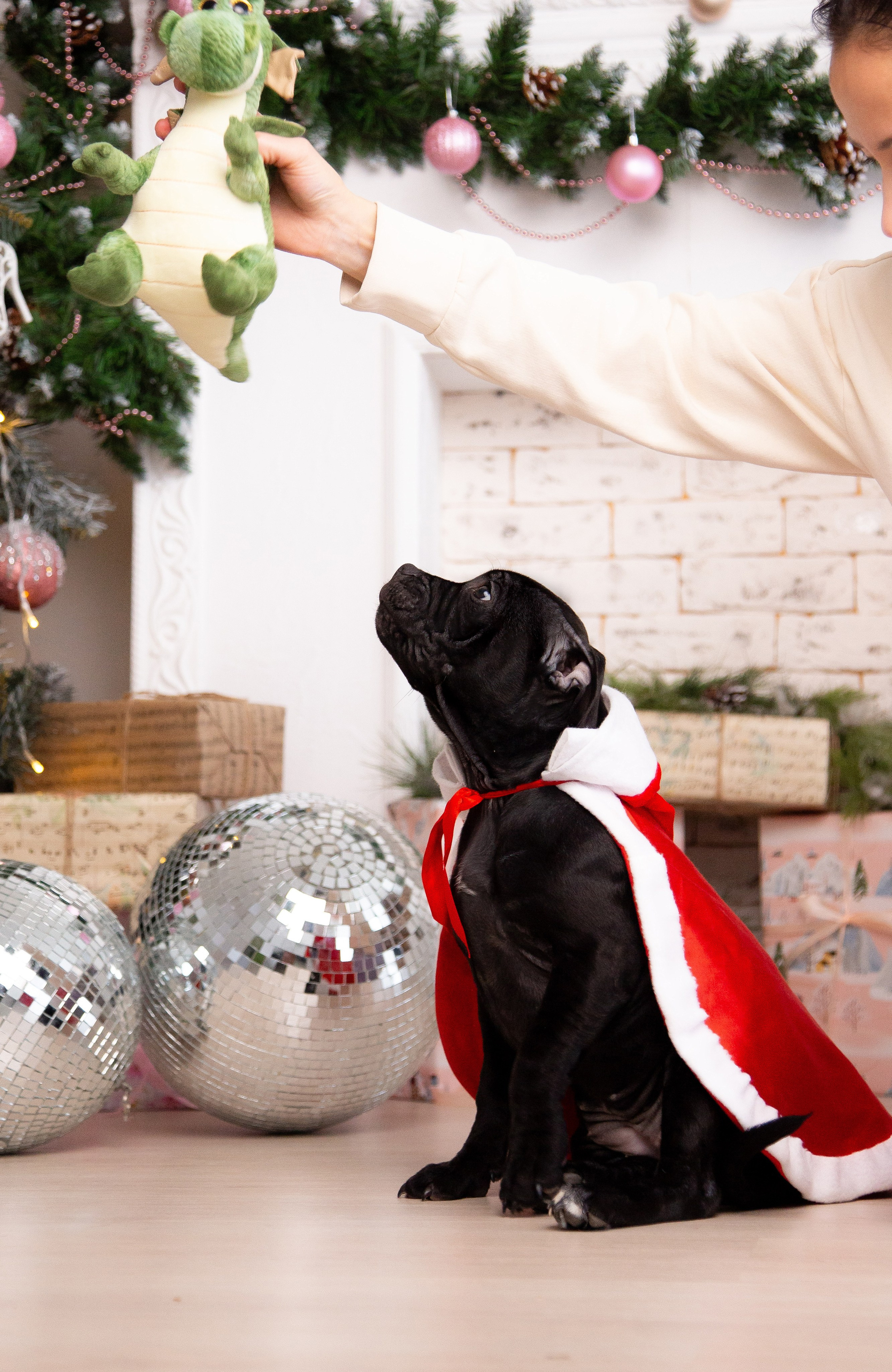 Новогодние малыши. Фотограф Анималист в Перми Анастасия Остерман
