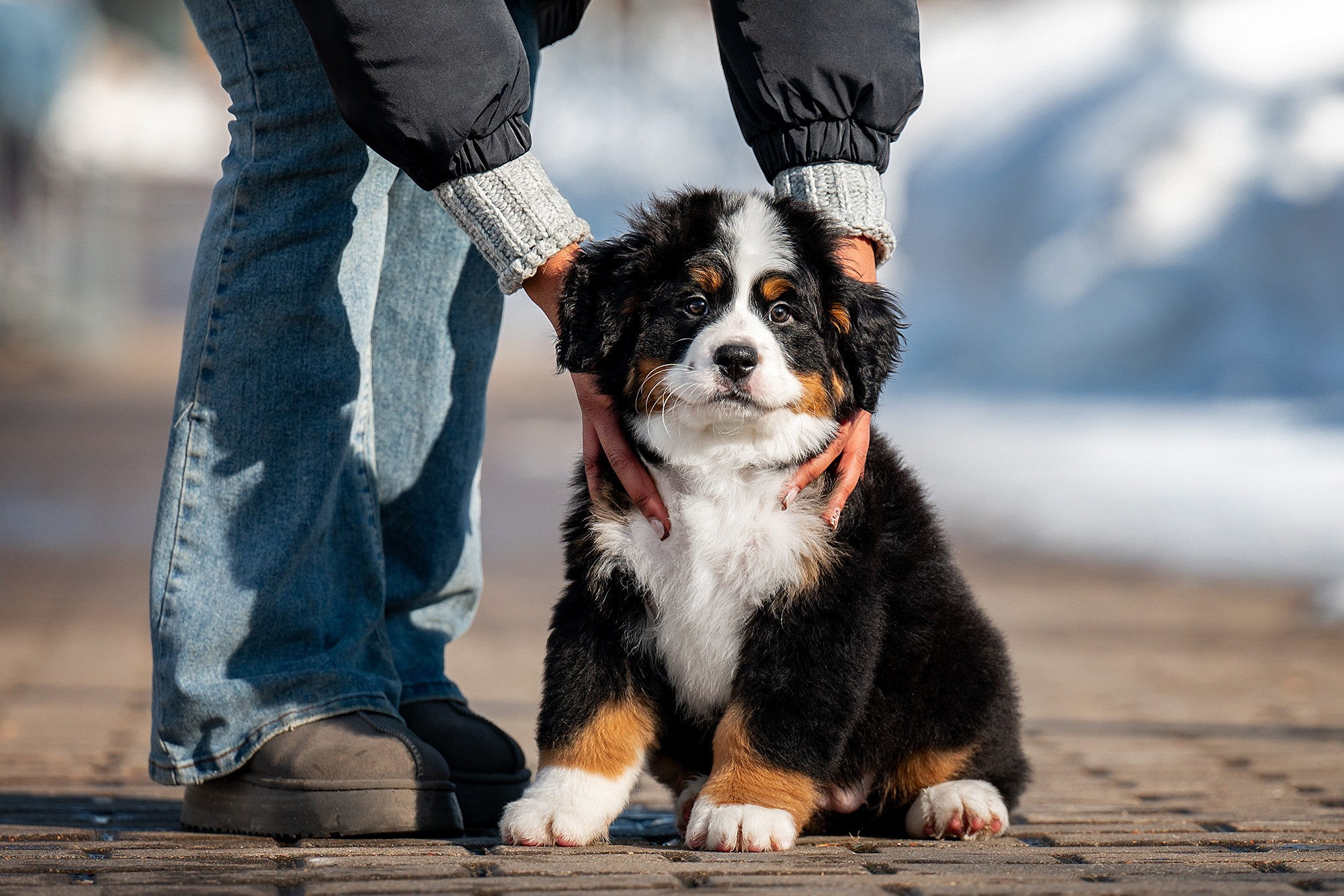 Фотосессия щенков на продажу. Фотограф собак в Москве и Московской области Иванушкина Мария