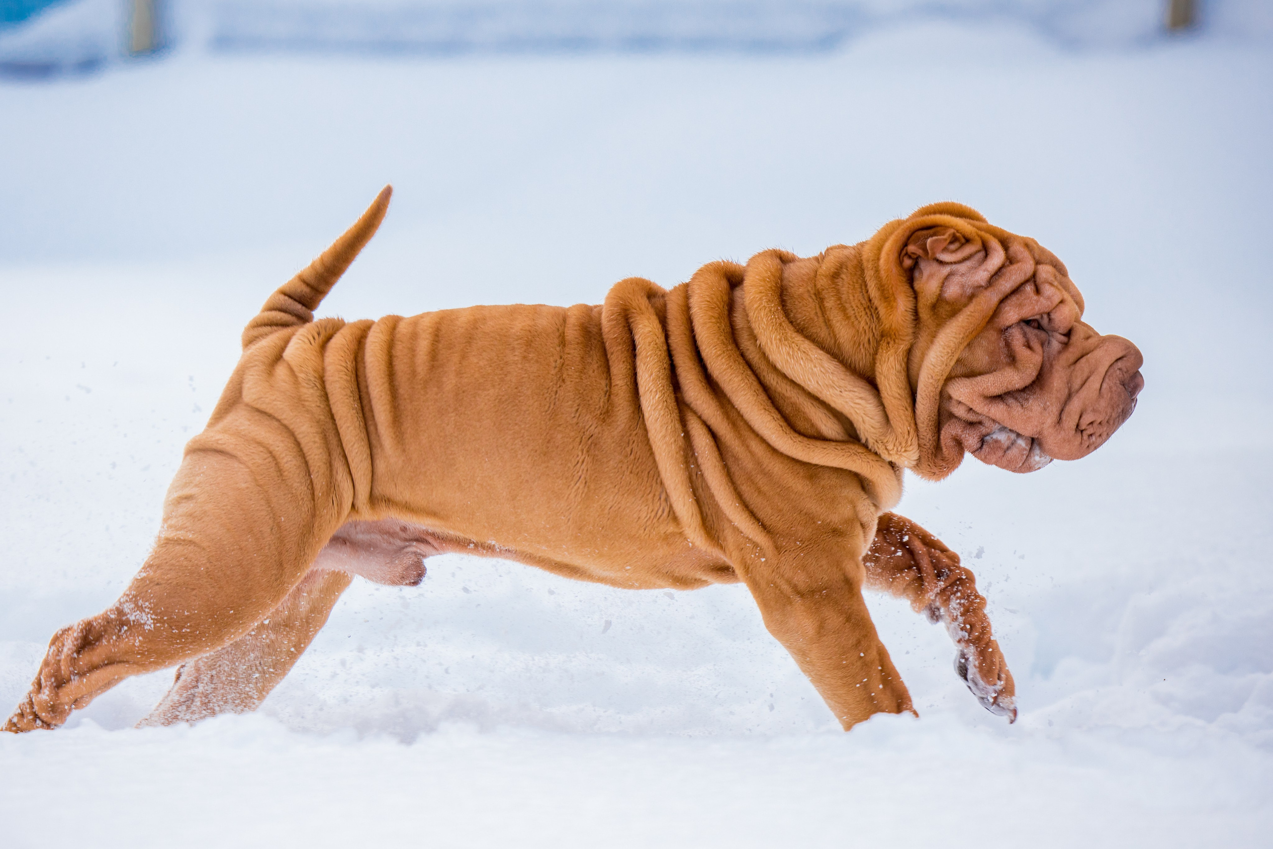 В гостях у шарпеев 16.01.2024. Фотограф-анималист Юлия Германика