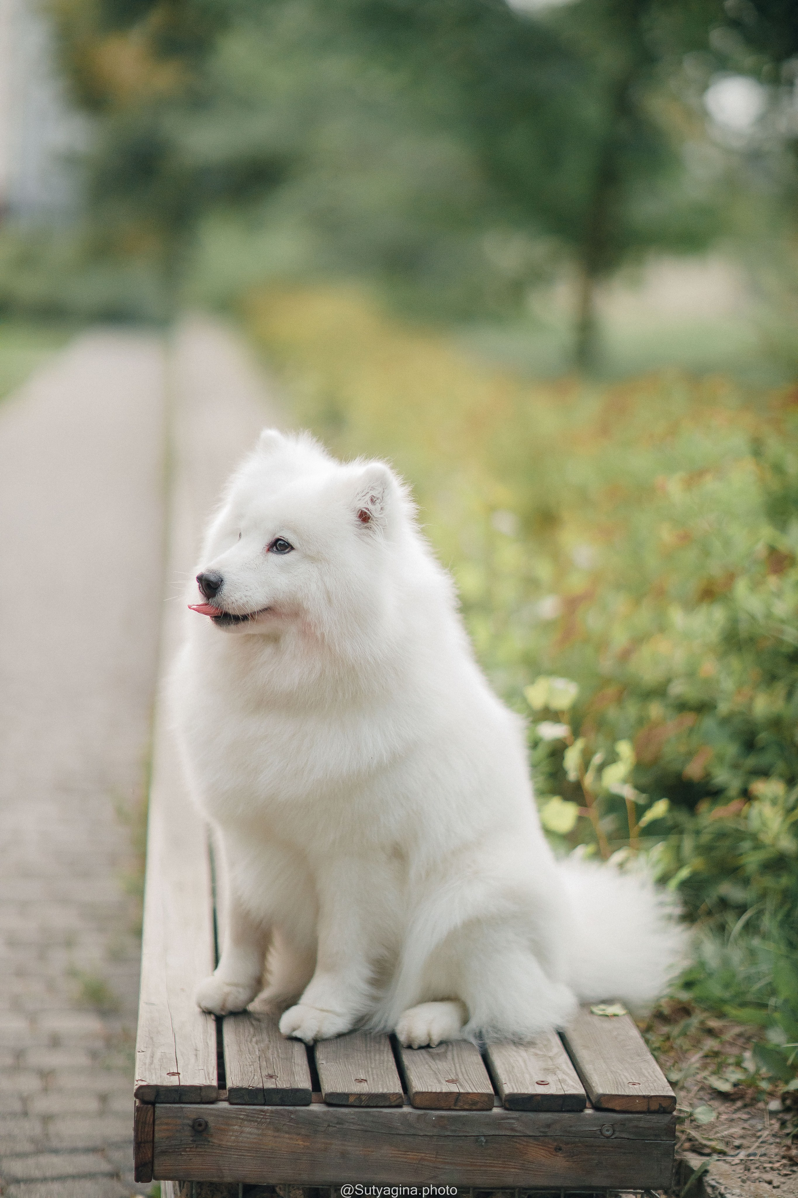 Самоед Рея. Свадебный и женский фотограф