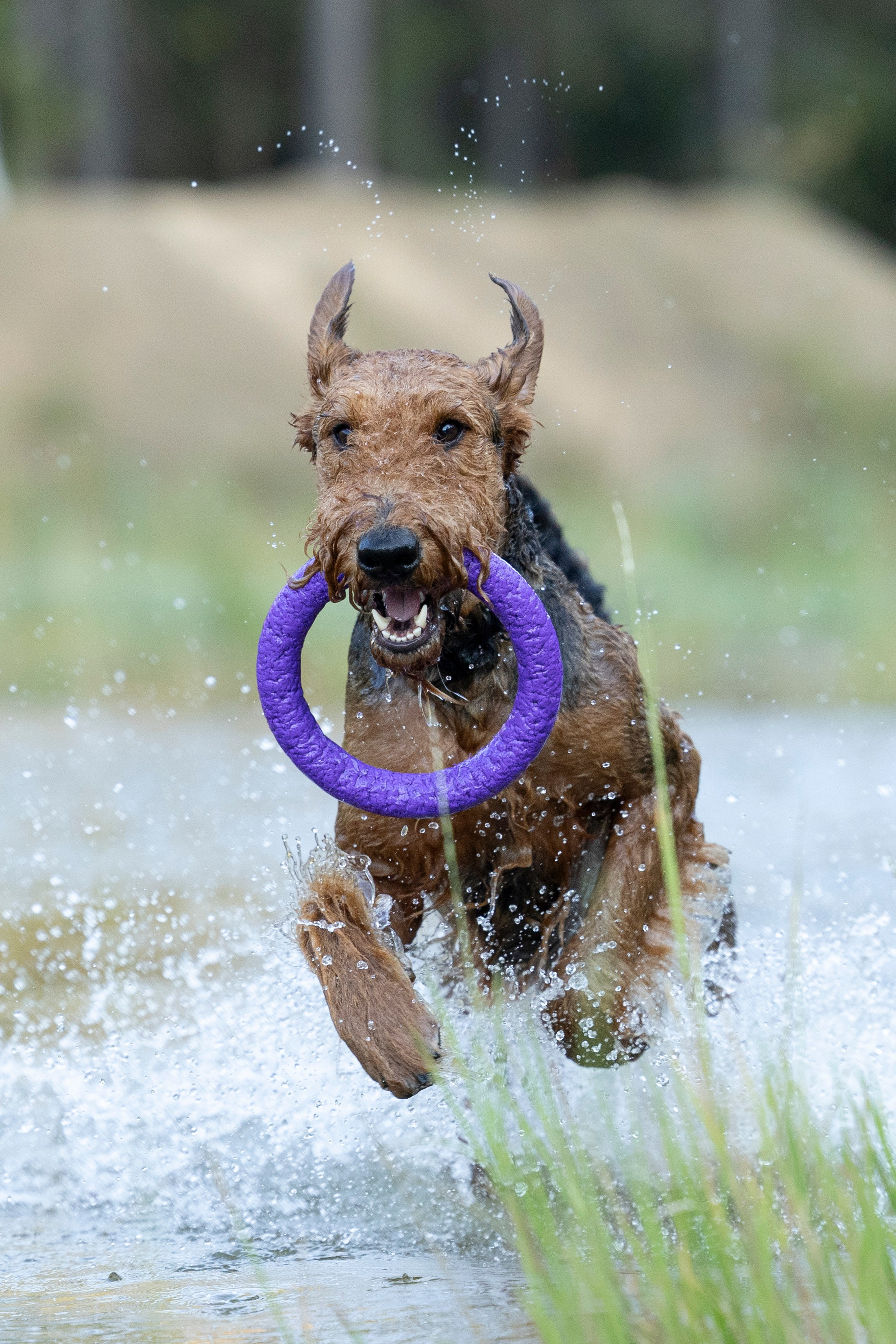 Харди. Фотограф-анималист Анна Маринич