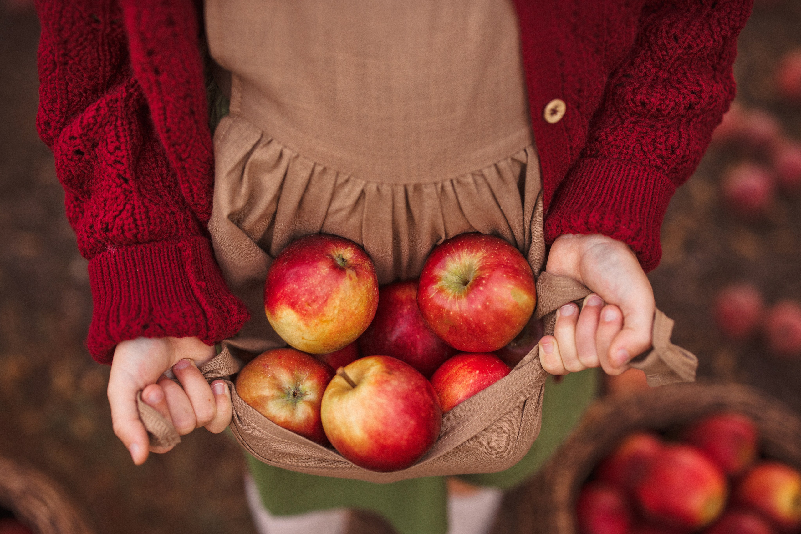 Сбор урожая Яблок. Семейный и детский фотограф в Краснодаре Анна Трашкова