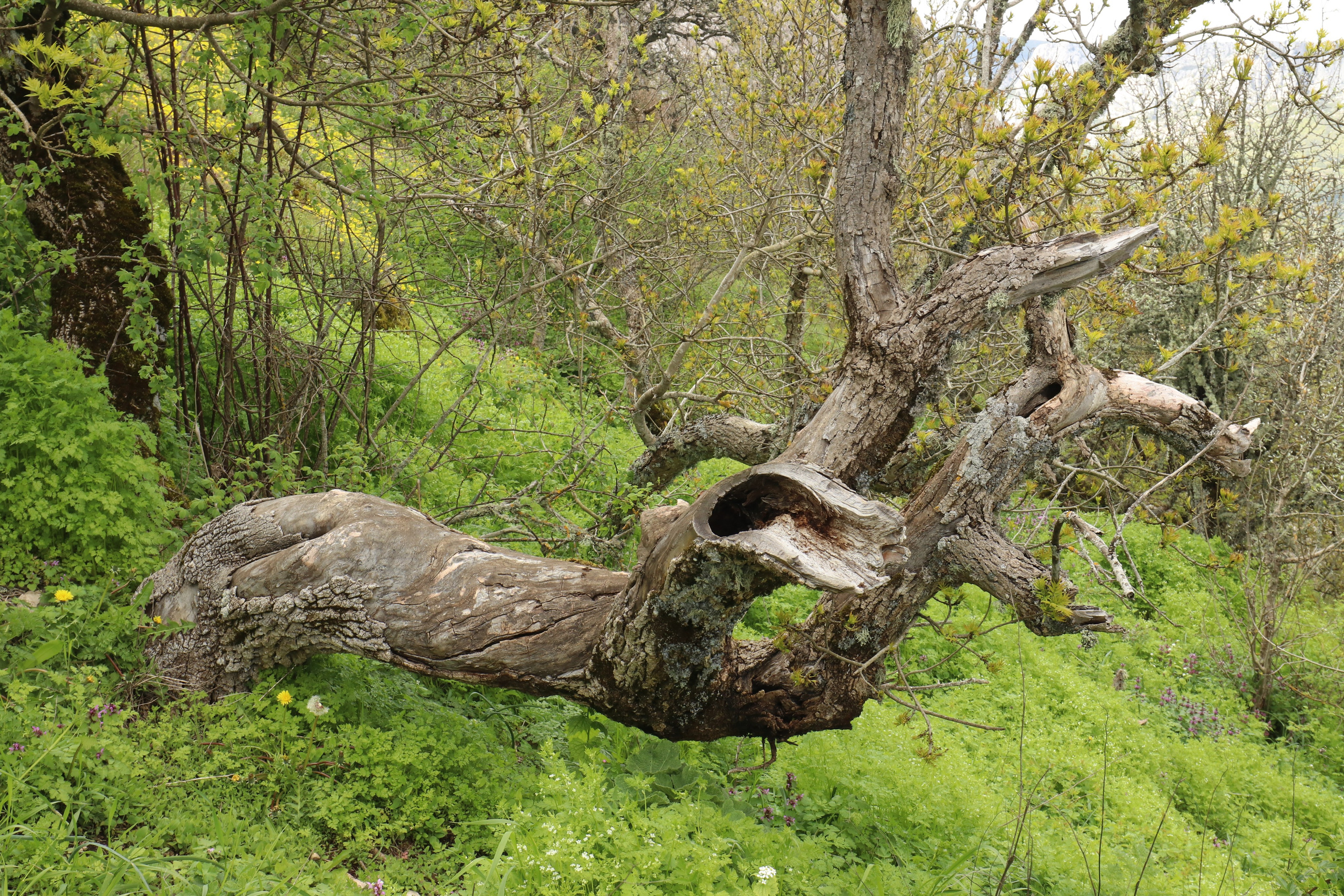 Крым. ЮБК (Севастополь, Кастрополь, Ялта). Май 2023. Путешественник-фотограф из Санкт-Петербурга Татьяна Свистулина