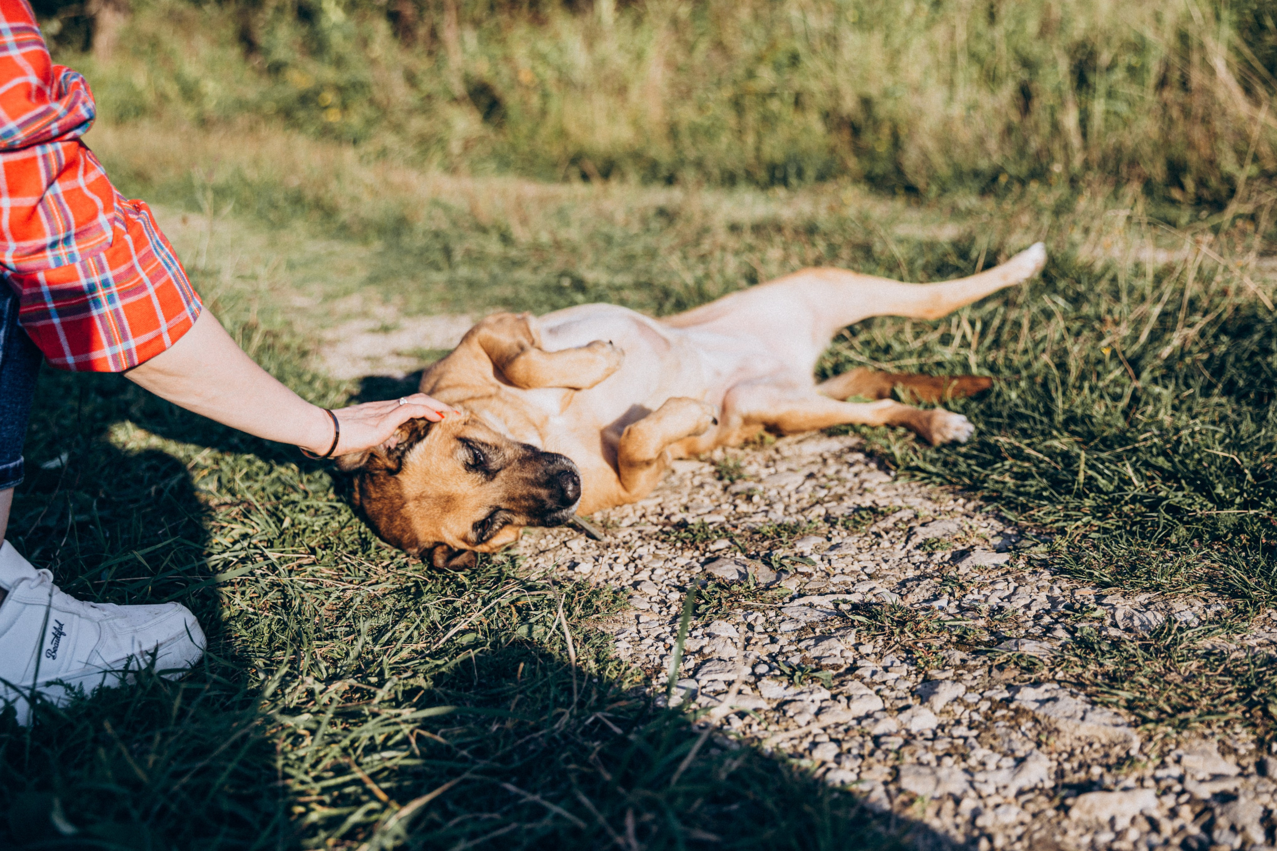 Буля. Фотограф-анималист в Москве Соломонова Варвара