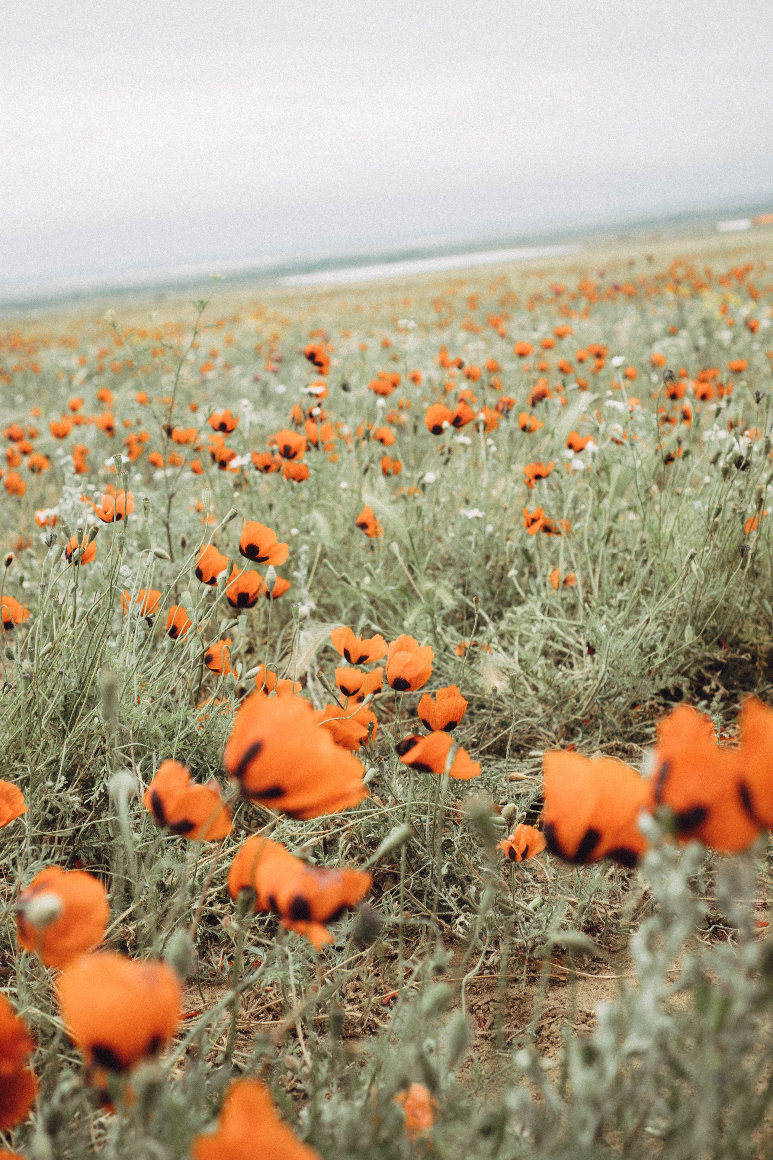 Кавказ. Профессиональный фотограф, Санкт-Петербург — Виктория Богомолова