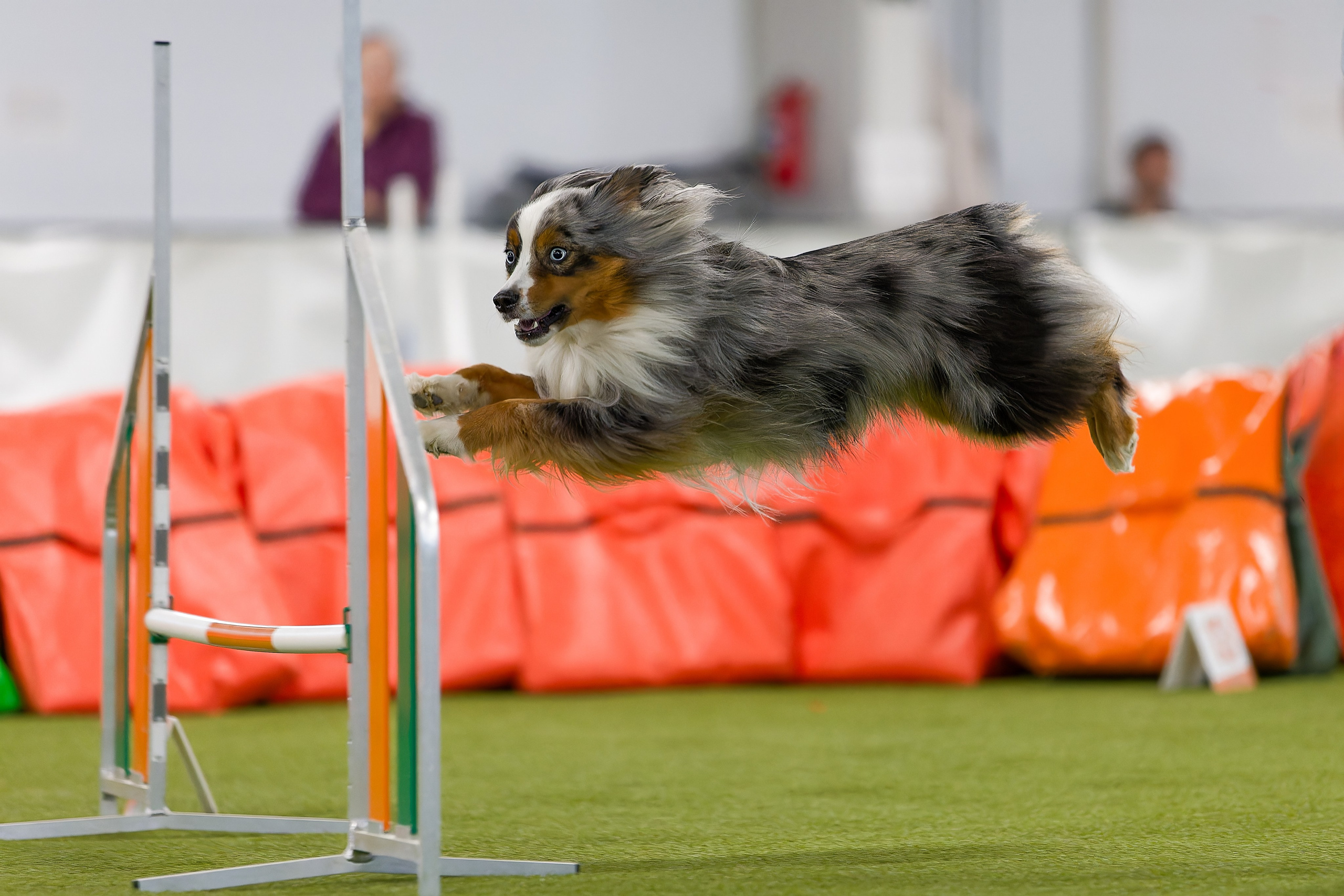 Кубок Пёсбурга 2025. Irenephoto.ru