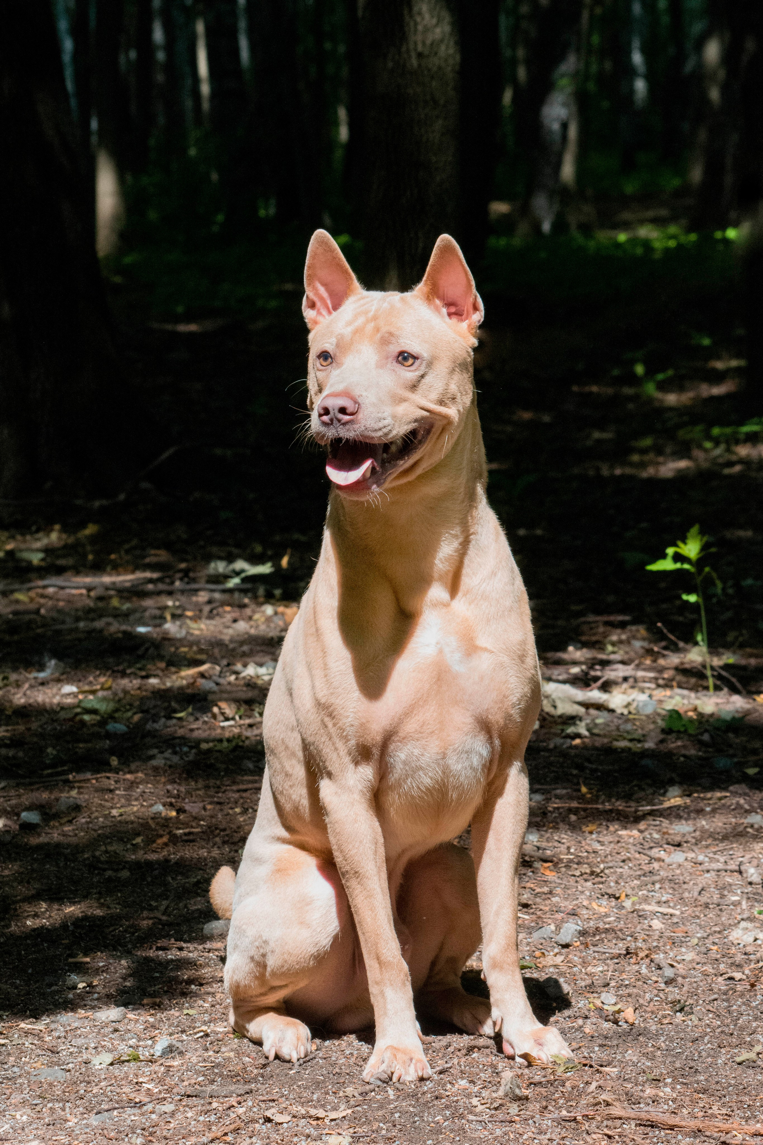 Animals. Фотограф Евгения Саботаж в г. Москва