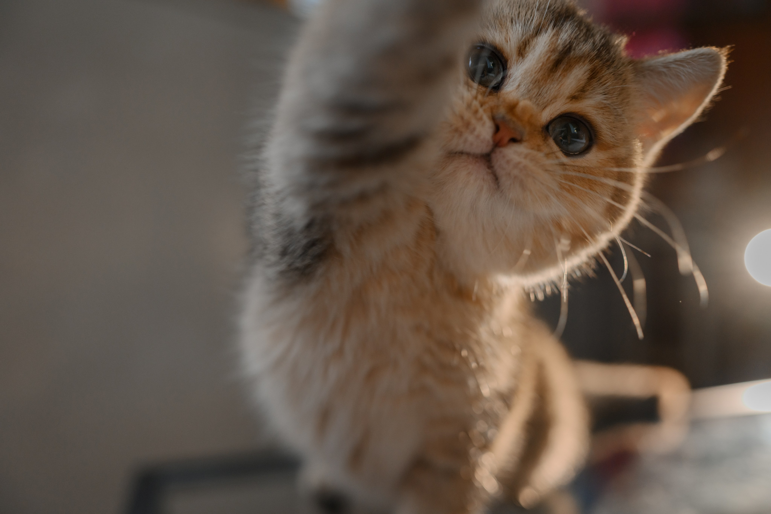 Питомник котят. Семейный фотограф и анималист в Москве и Московской области