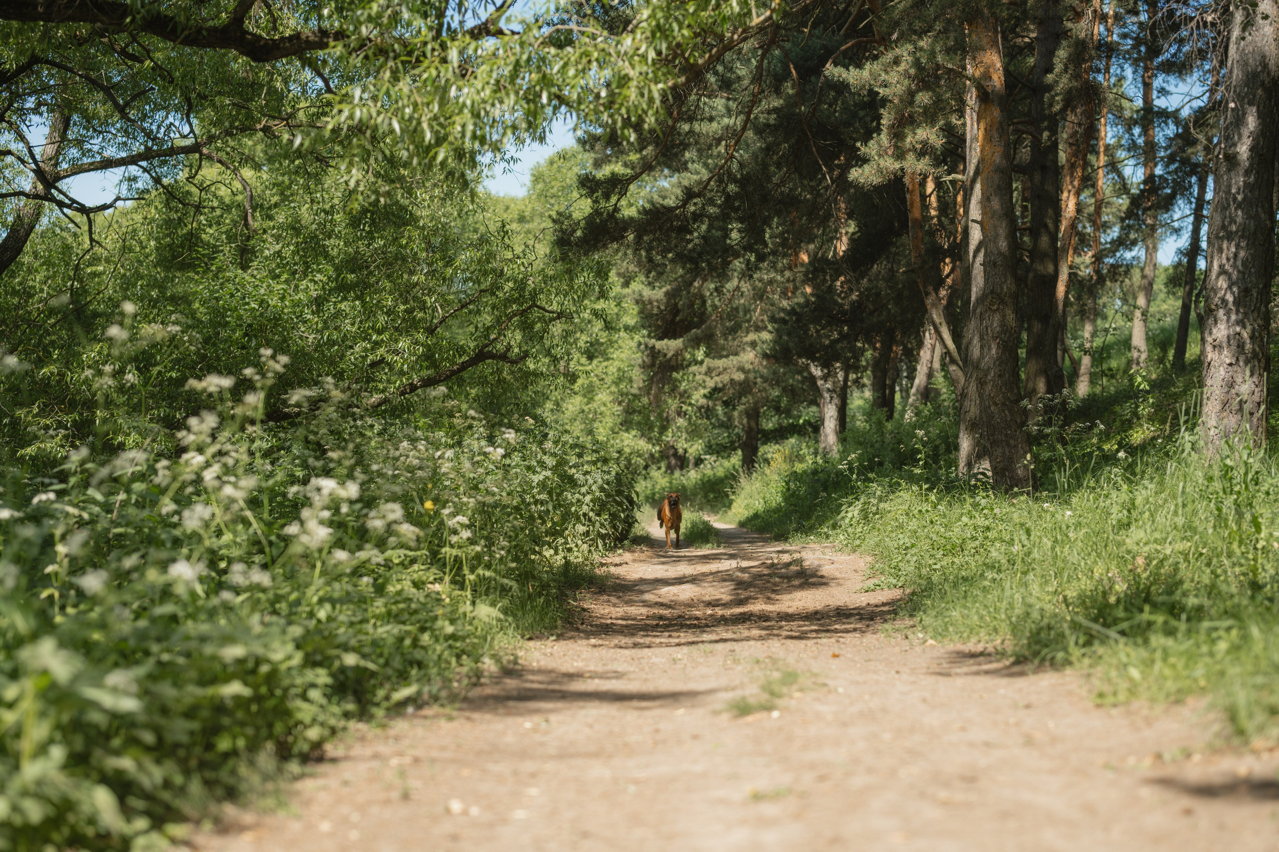 Белла ❤️. Семейный фотограф и анималист в Москве и Московской области