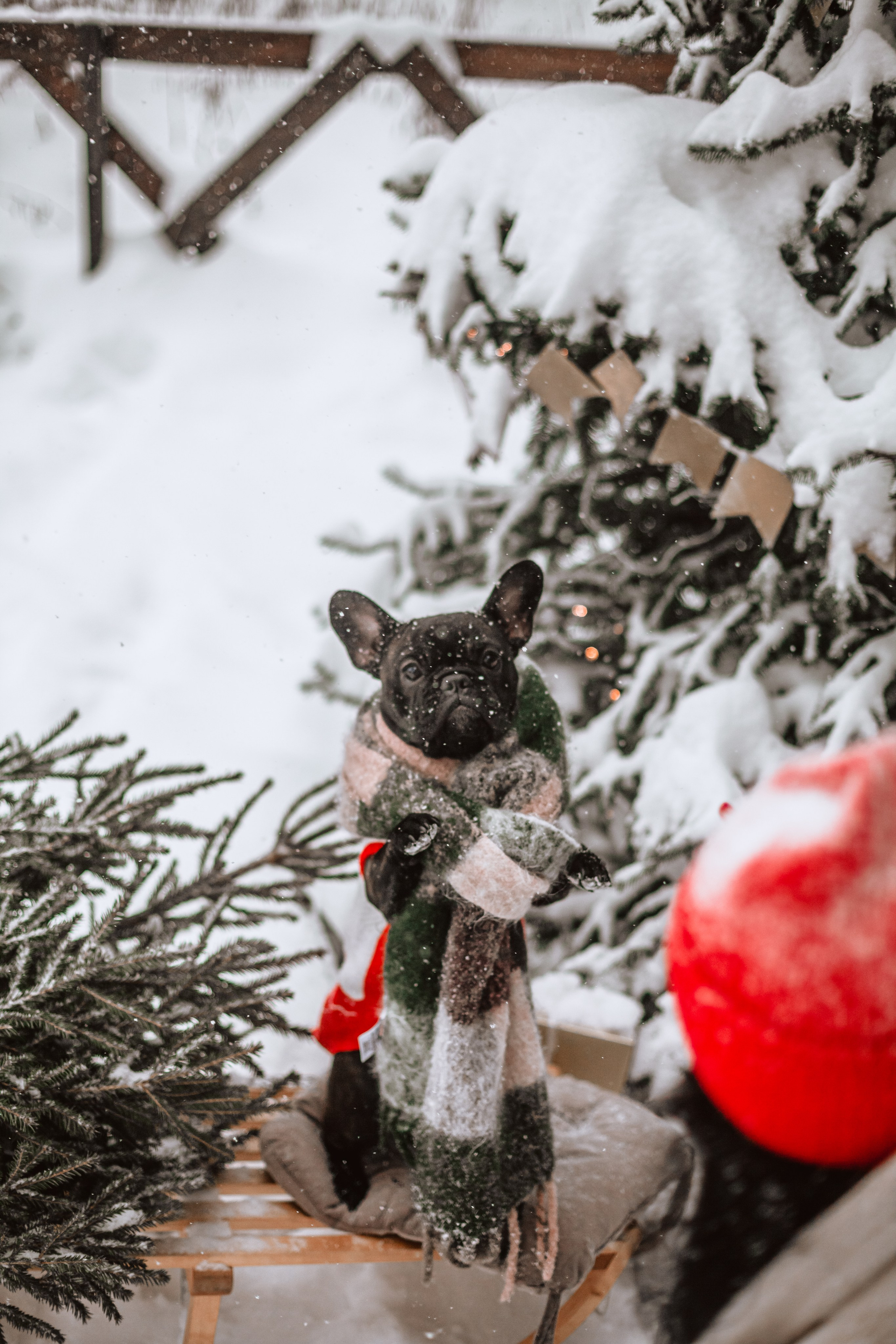 Кантри Хаус. Фотограф-анималист Татьяна Степанова