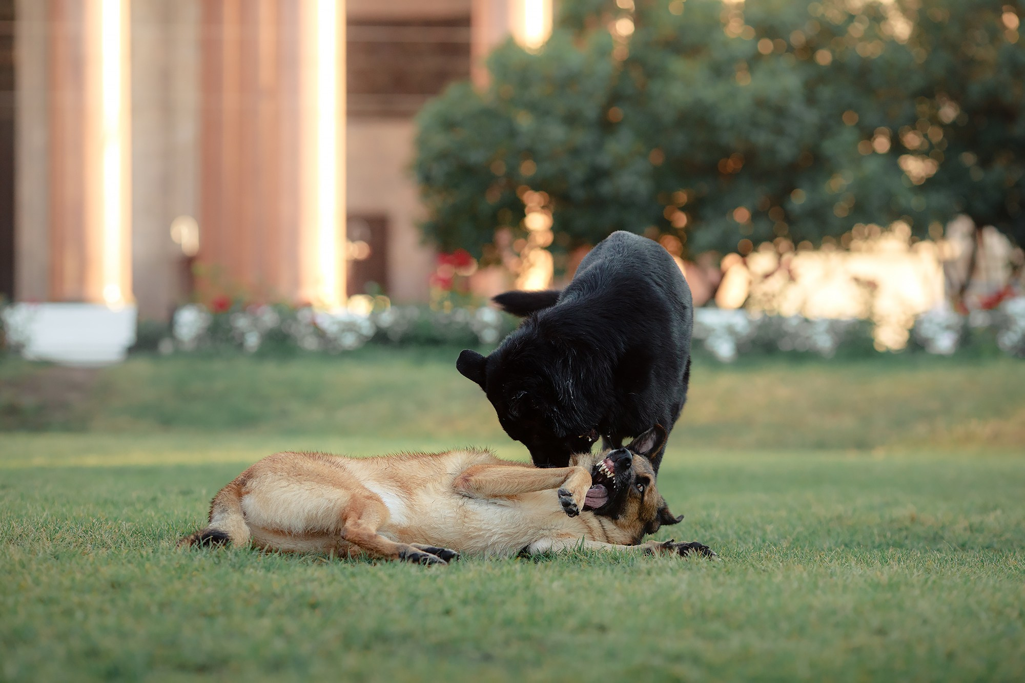Алена, Кай и Мара. Фотограф-анималист Mary Mart — Москва, Питер