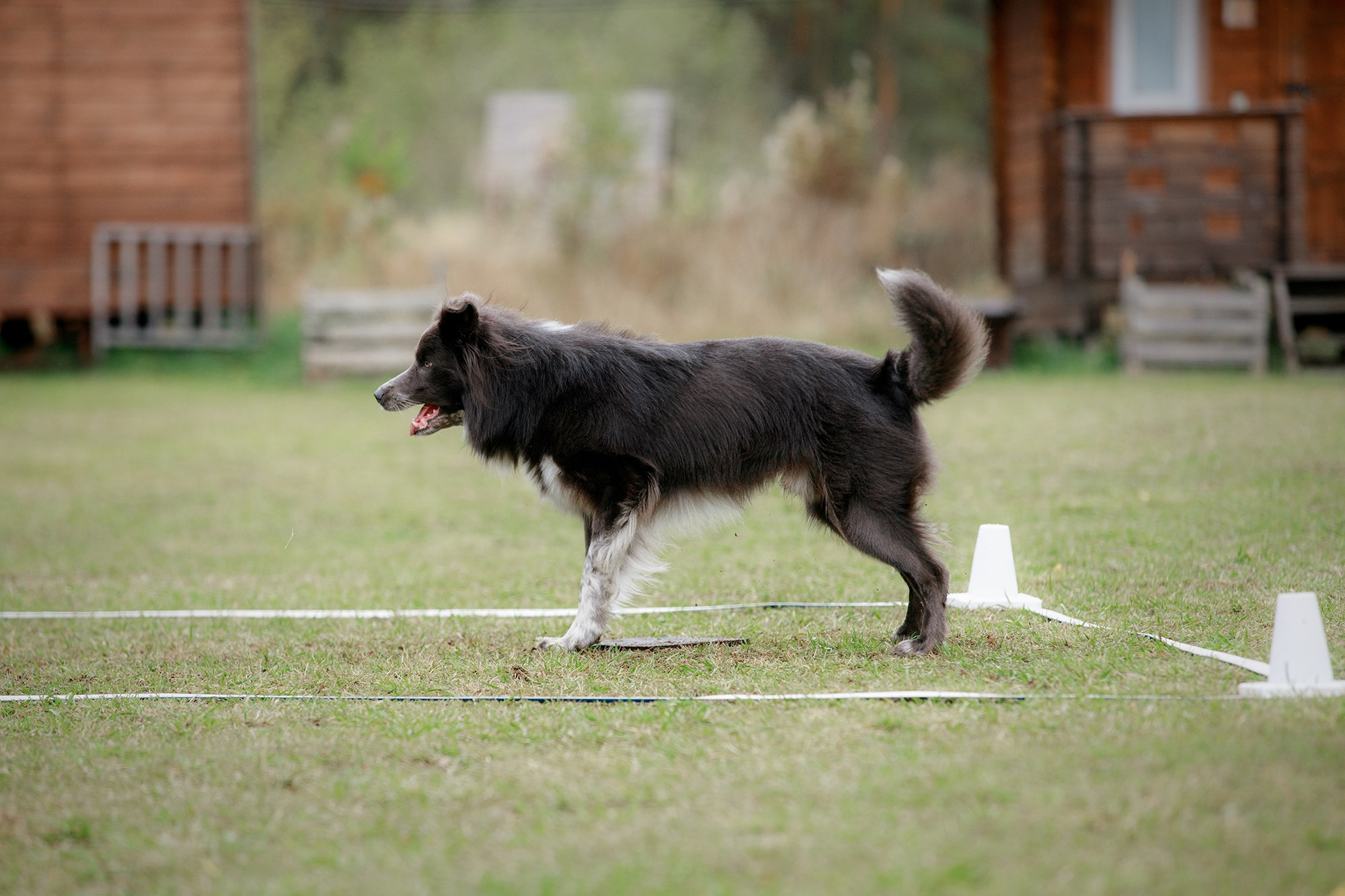 Лагерь по ОБД с Инной Баженовой. Фотограф-анималист Mary Mart — Москва, Питер