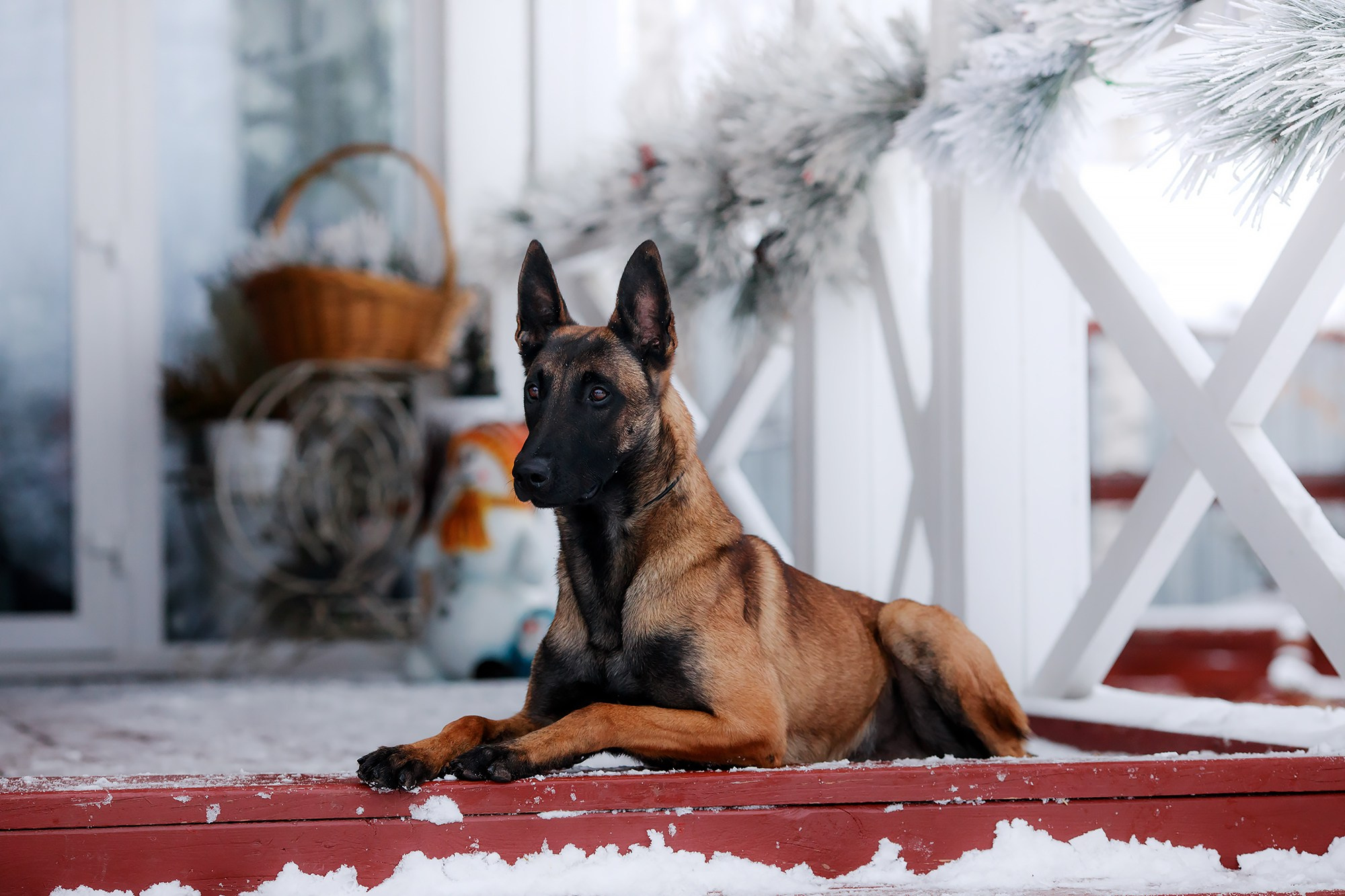 Зимние портреты. Фотограф-анималист Mary Mart — Москва, Питер