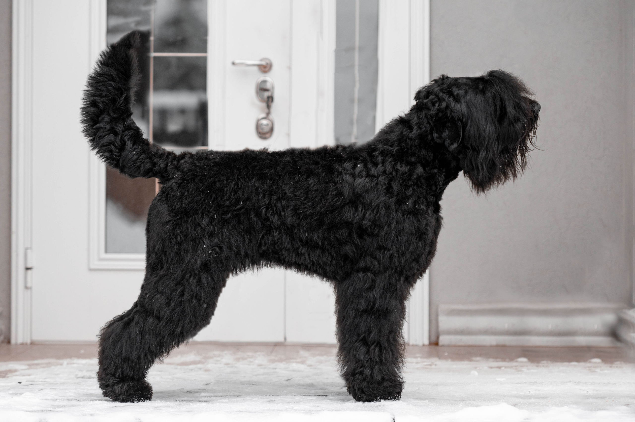 Клео. Фотограф-анималист