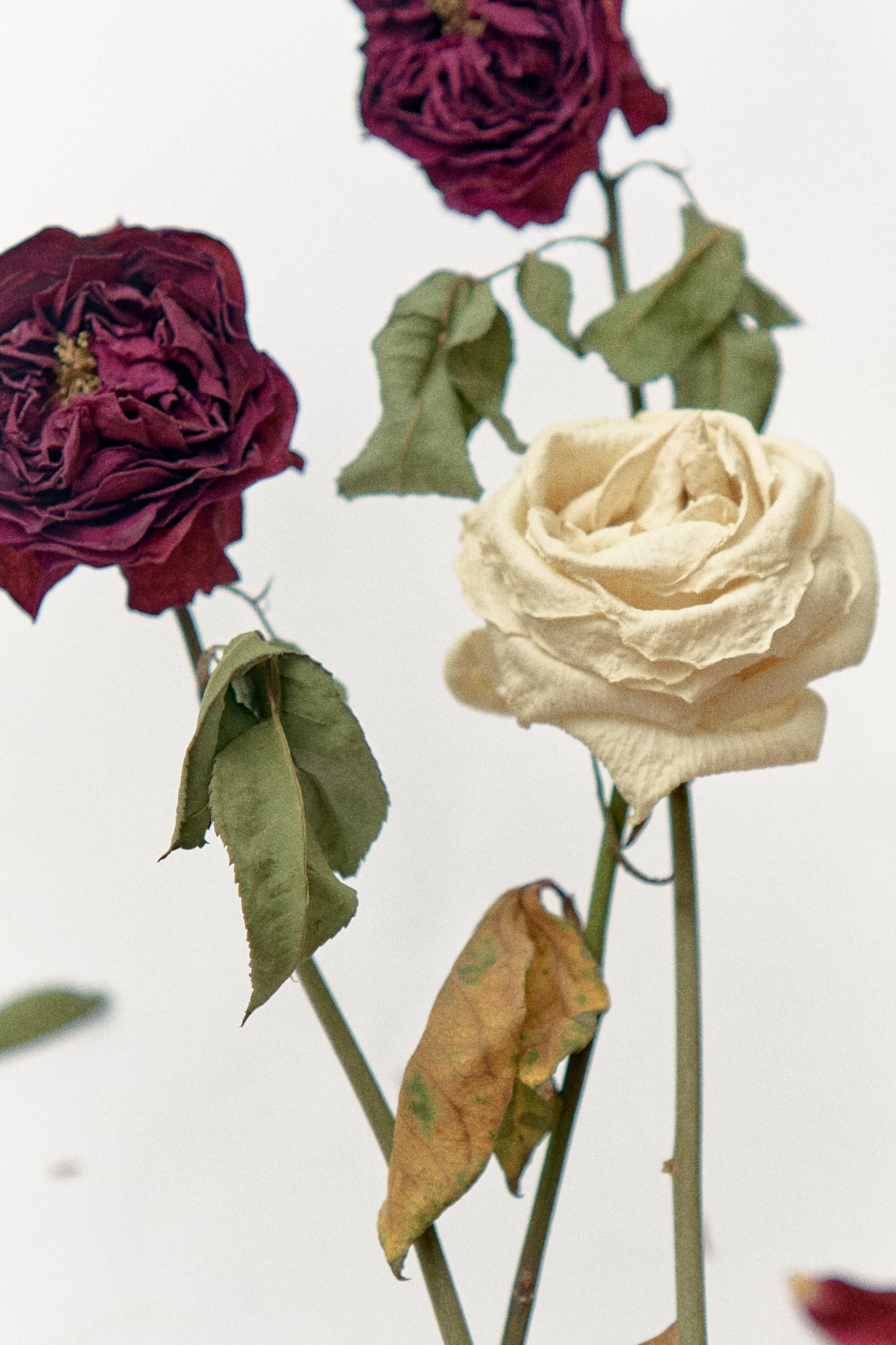 Упражнение со смертью и цветами. Коммерческий и художественный фотограф в Москве Плоскирев Валерий