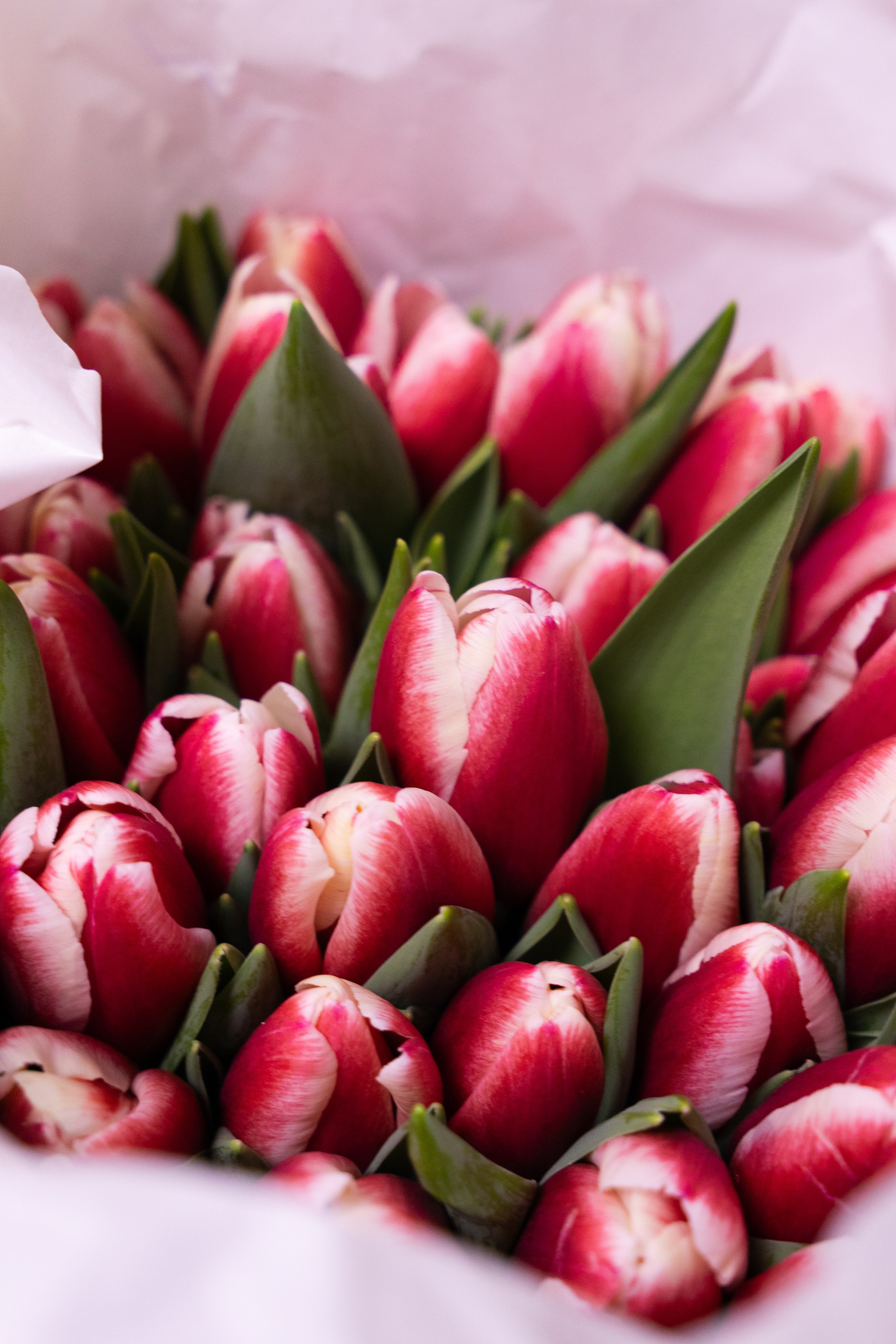 красные с белым ободком тюльпаны в светлой упаковке