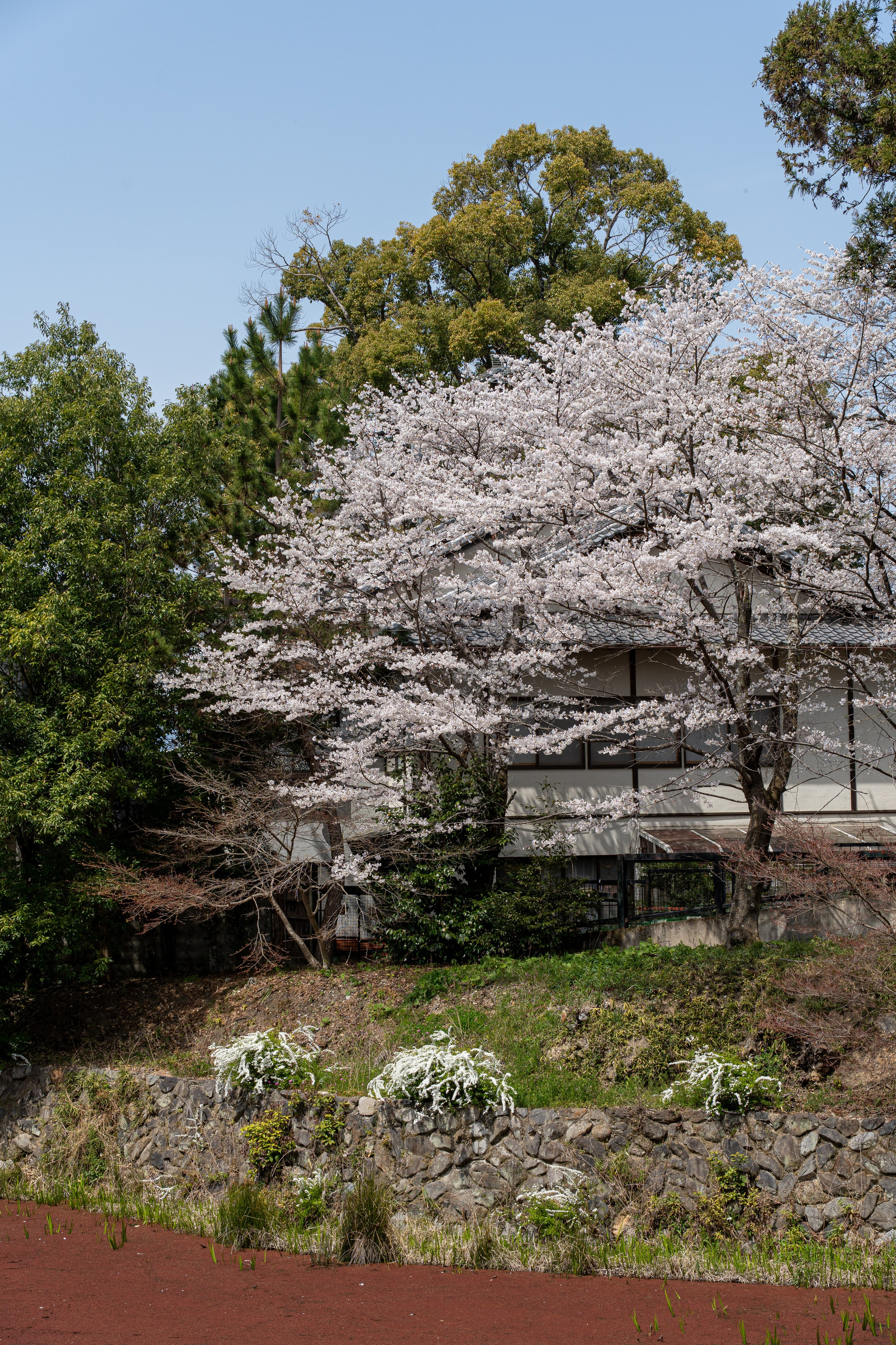Япония, сакура. Творческие сьемки