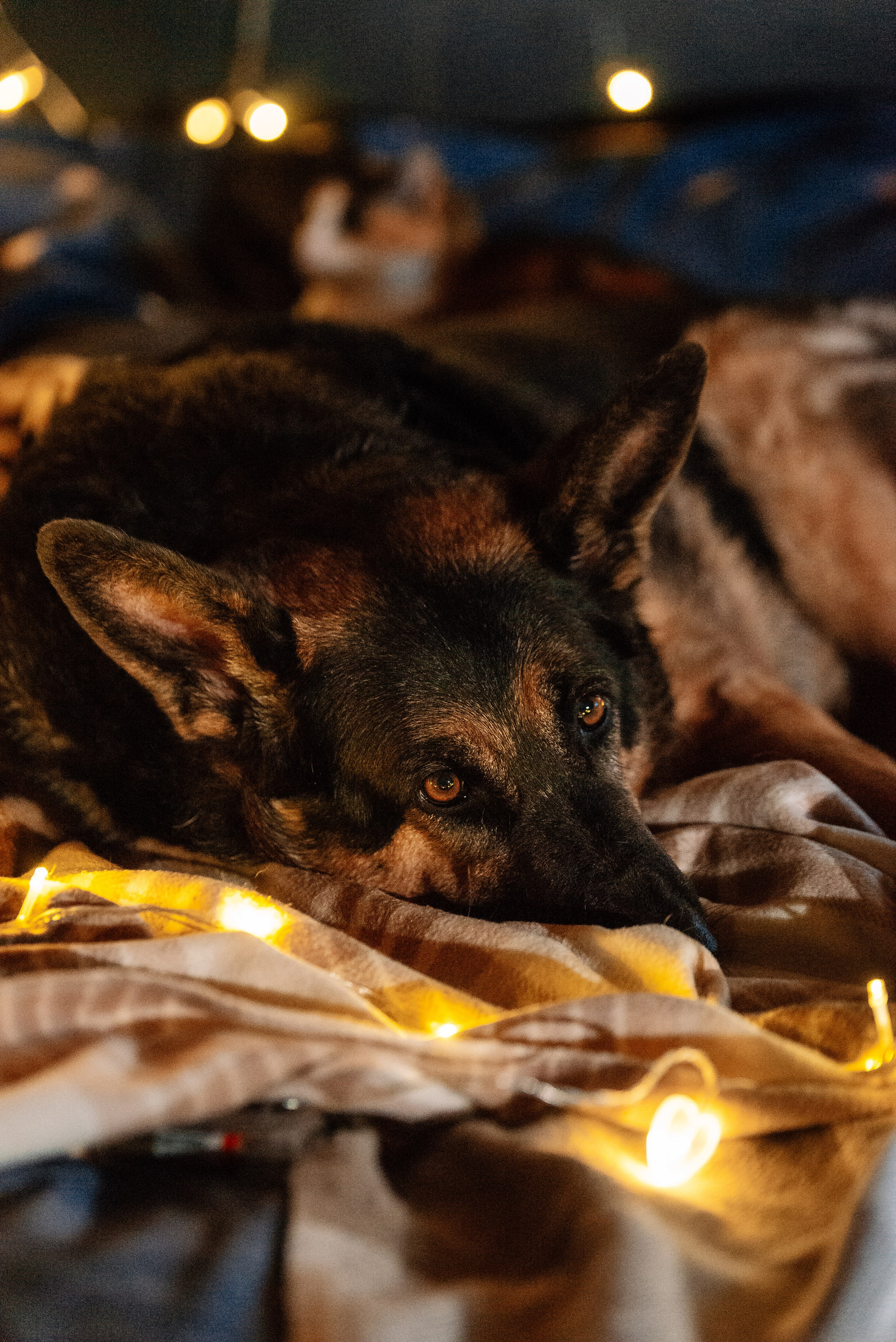 Светлана, Альфа и кошки ✨. Фотограф-анималист Анастасия Парфенова|Екатеринбург