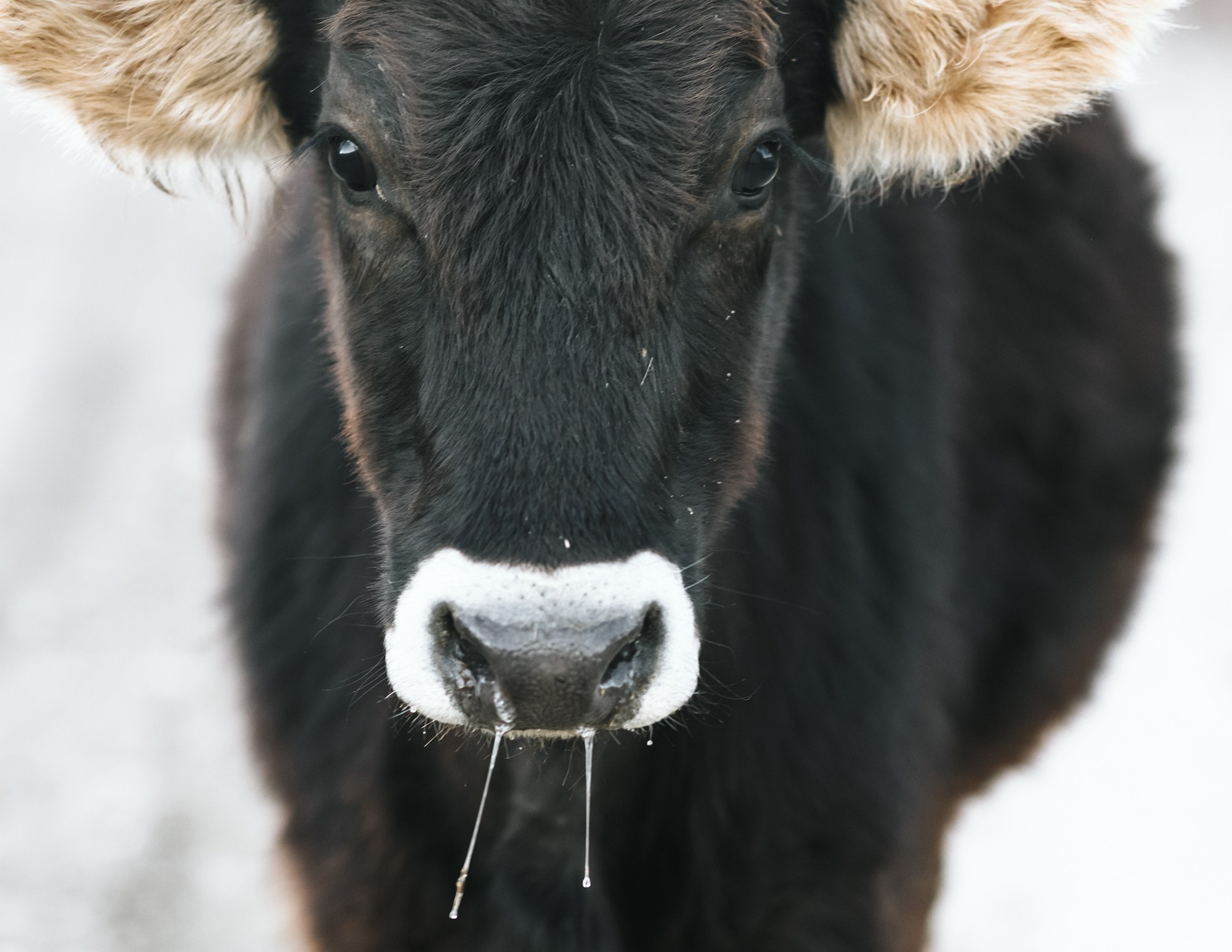 Dagestan. Seasons. Autumn. Documentary and art photographer Alexey Terentyev
