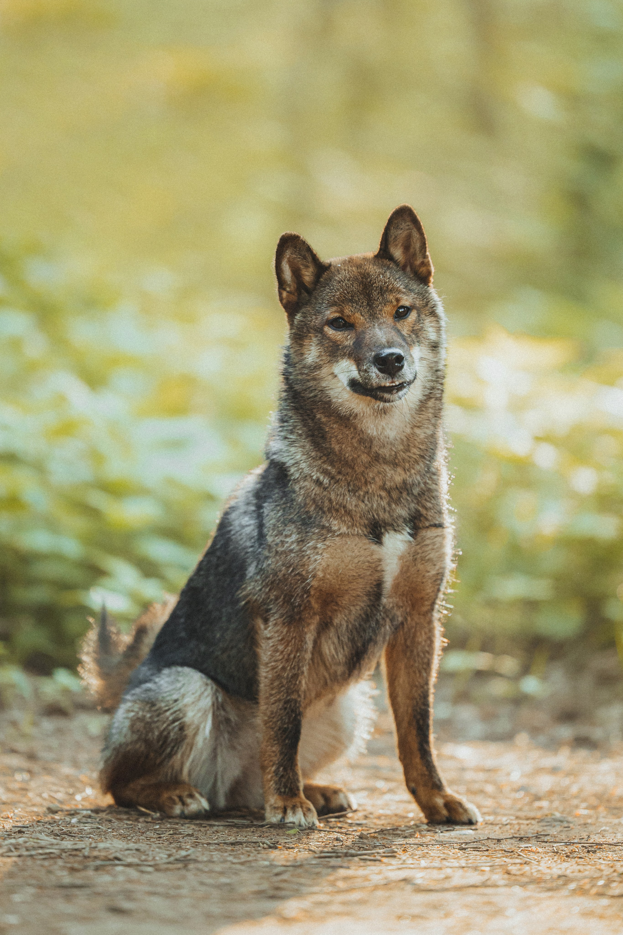 Шед, Цири, Чиби, Цера и их семья