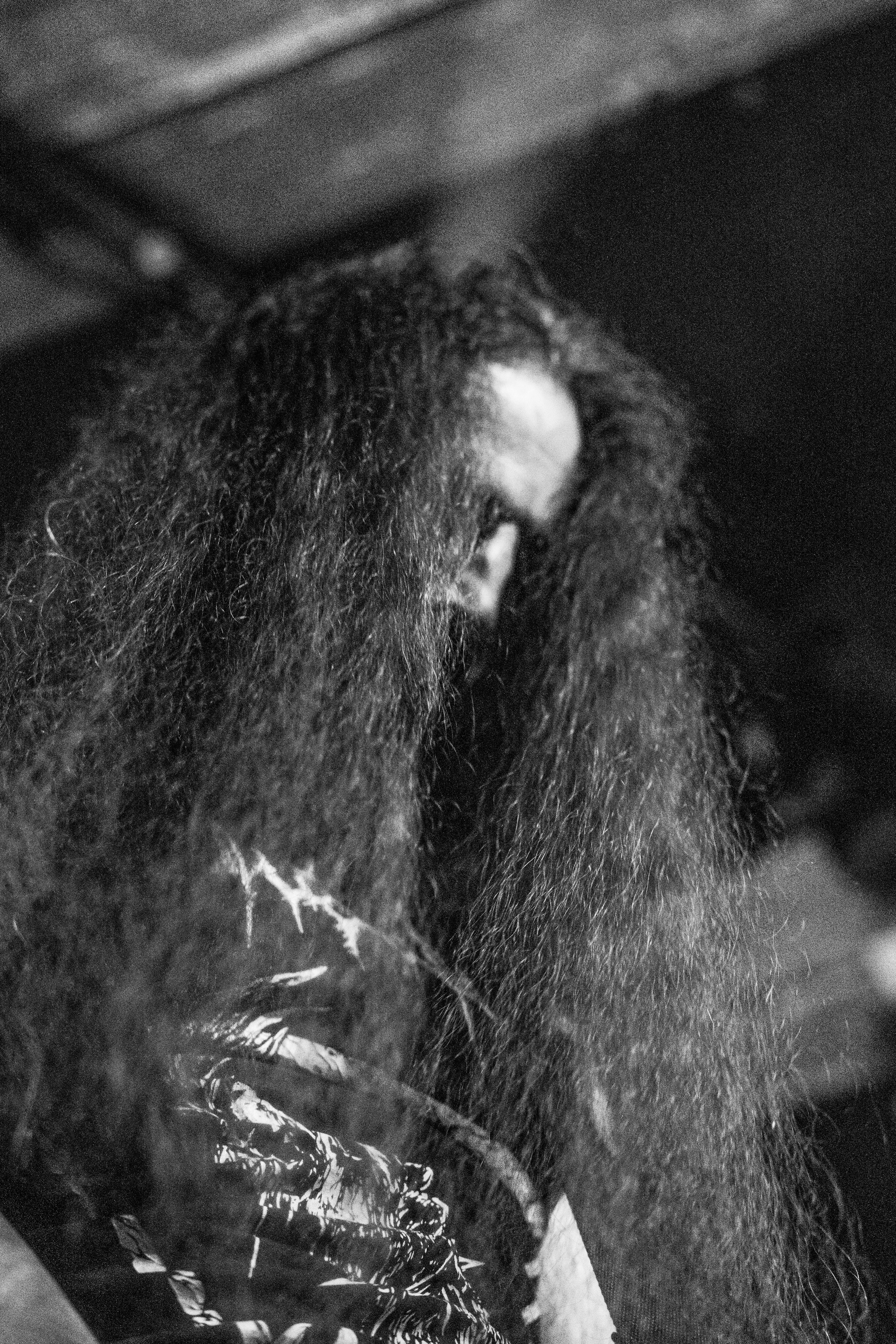 Black Sanctum Ritual lll |Zoccolo 2.0. Концертный и репортажный фотограф в Санкт-Петербурге Слава Пахомов